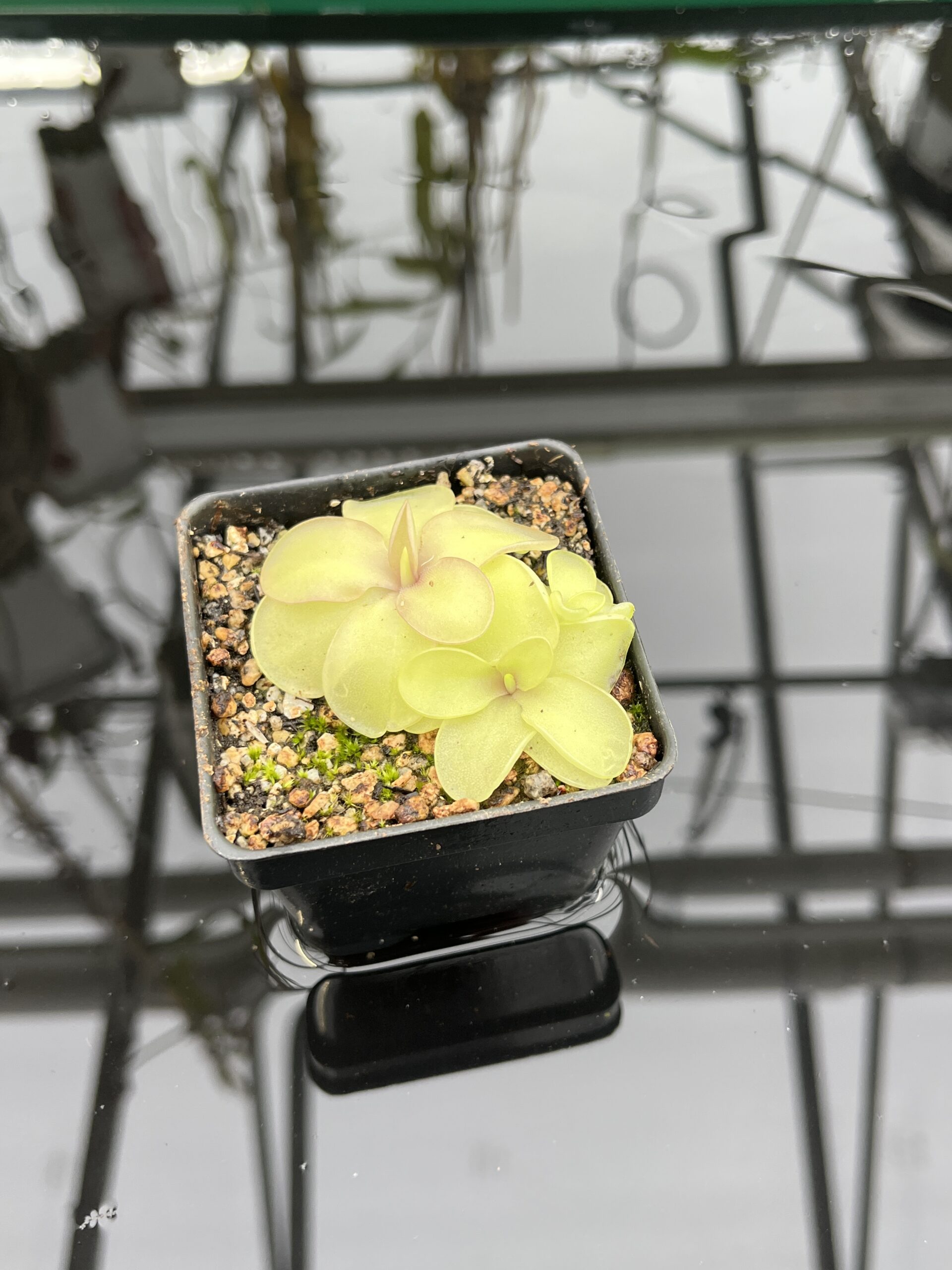Close Up of Pinguicula pilosa x emarginata | Florae Collaborative | | IN26838