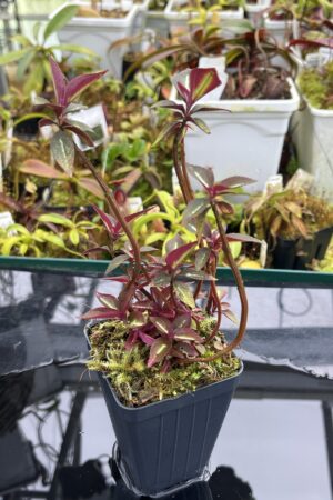 Close Up of Sonerila 'Lightning' Thailand | Florae Collaborative | | IN26783