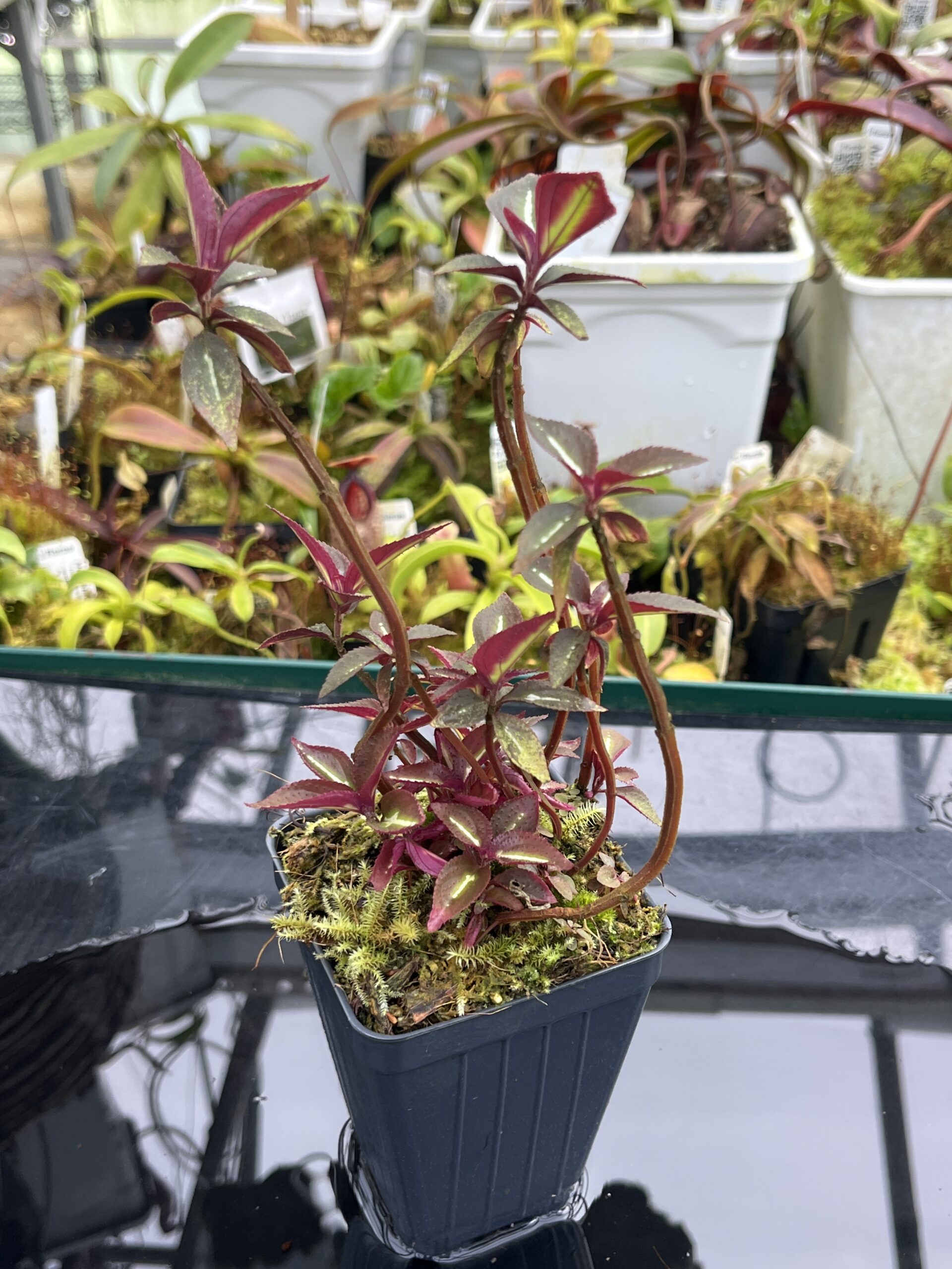 Close Up of Sonerila 'Lightning' Thailand | Florae Collaborative | | IN26783
