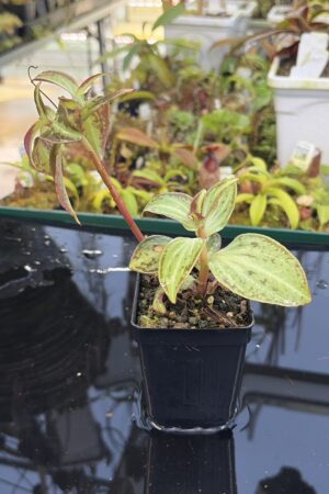 Close Up of Sonerila cantonensis (Vietnam) | Florae Collaborative | | IN26946