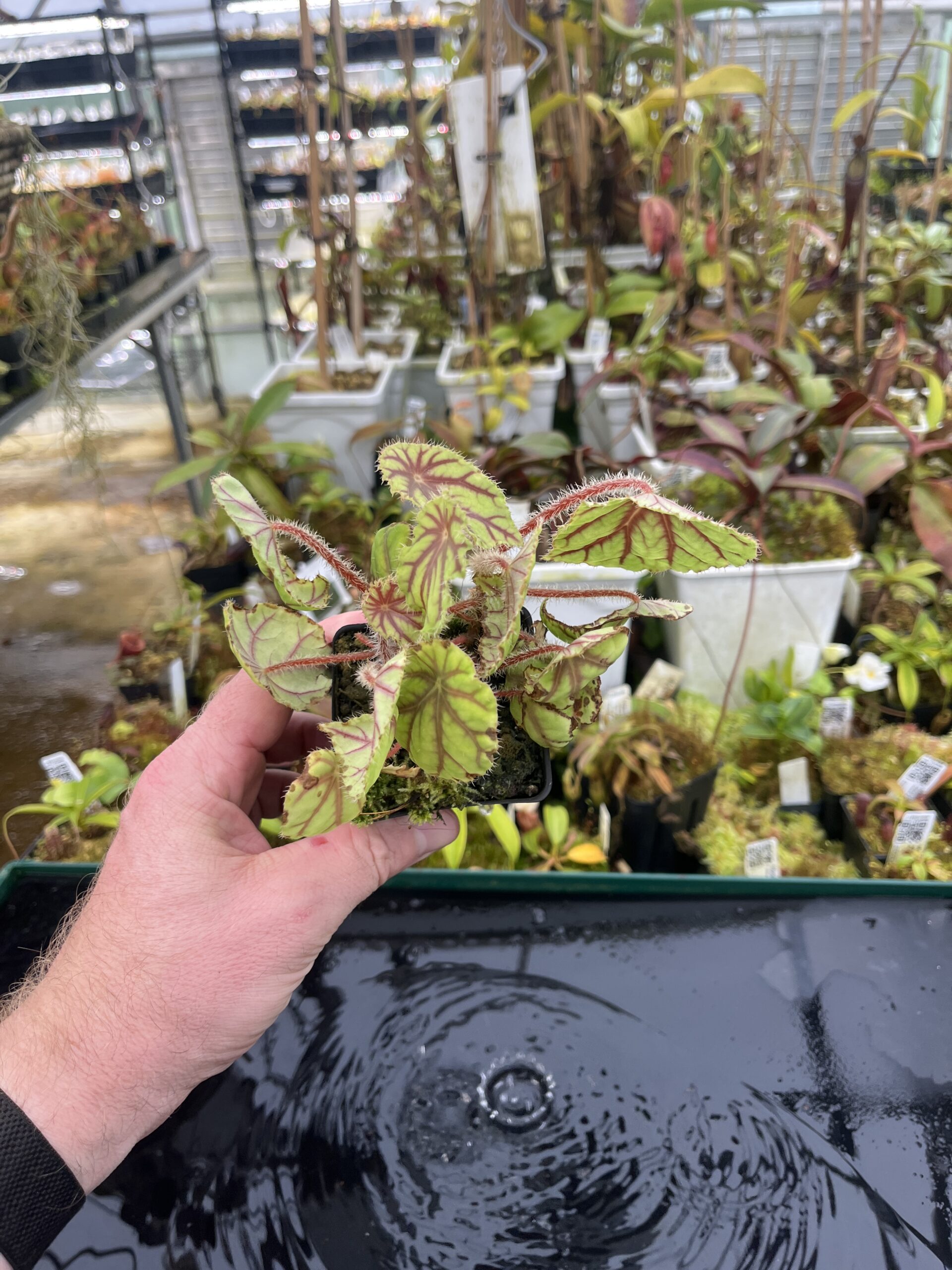 Wide Angle of Begonia quadrialata (Africa) | Florae Collaborative | | IN26855