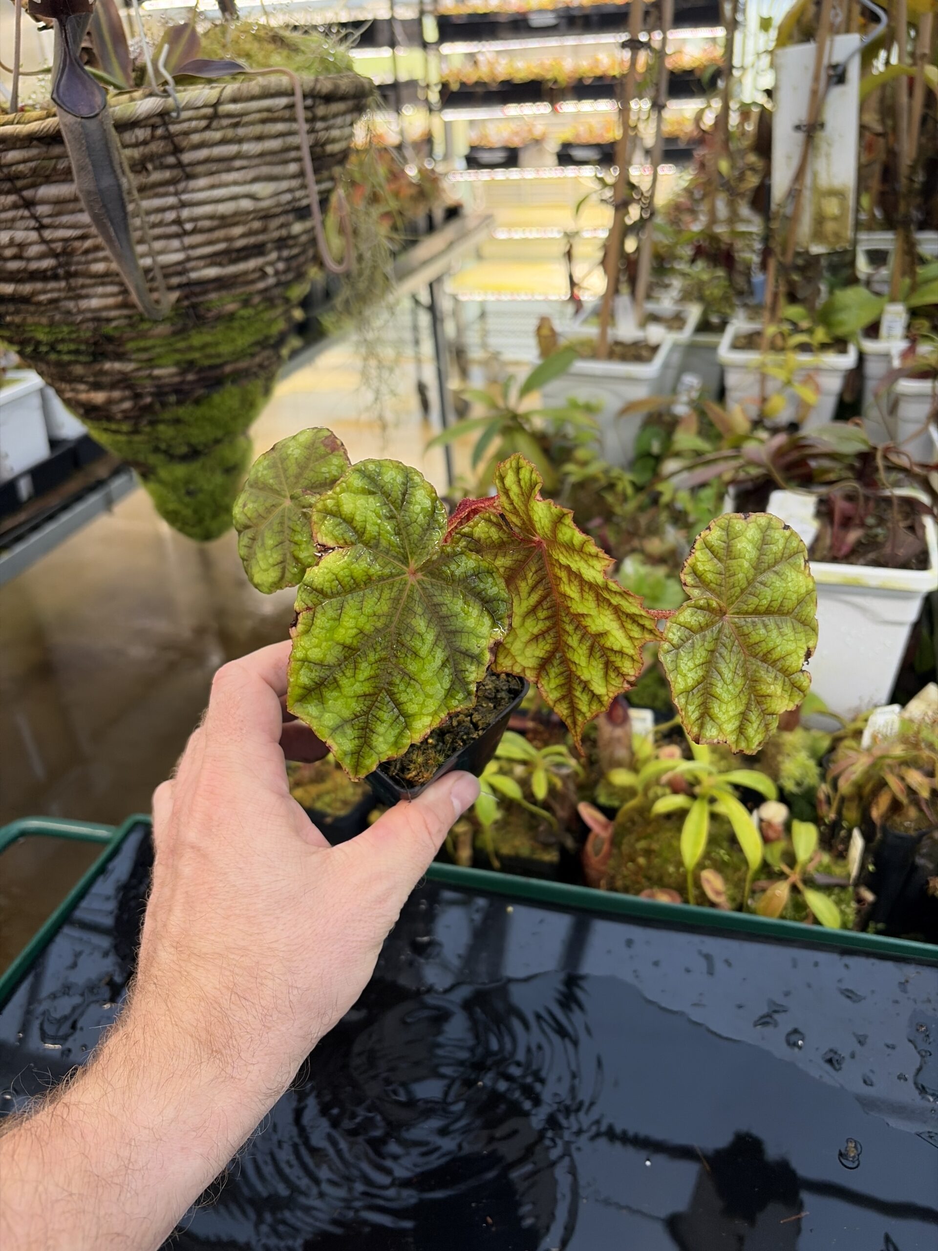 Wide Angle of Begonia shiwanshanensis (China) | Florae Collaborative | | IN26945