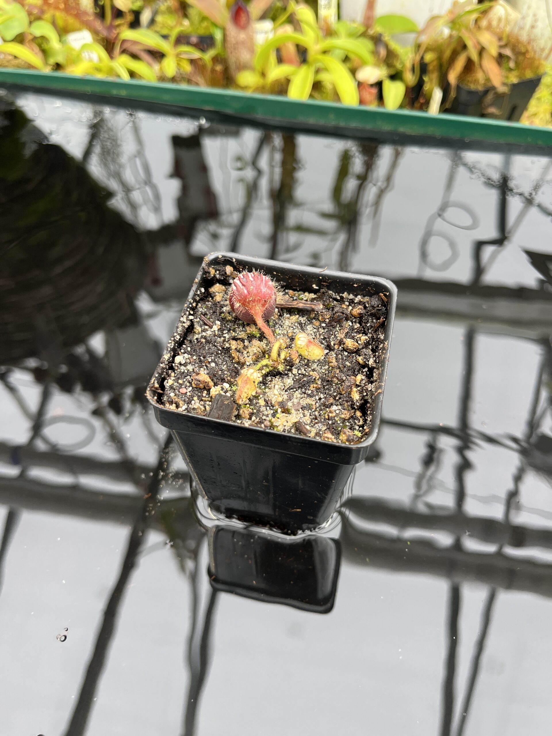 Wide Angle of Cephalotus follicularis (small, dark, hairy) | Florae Collaborative | | IN26827