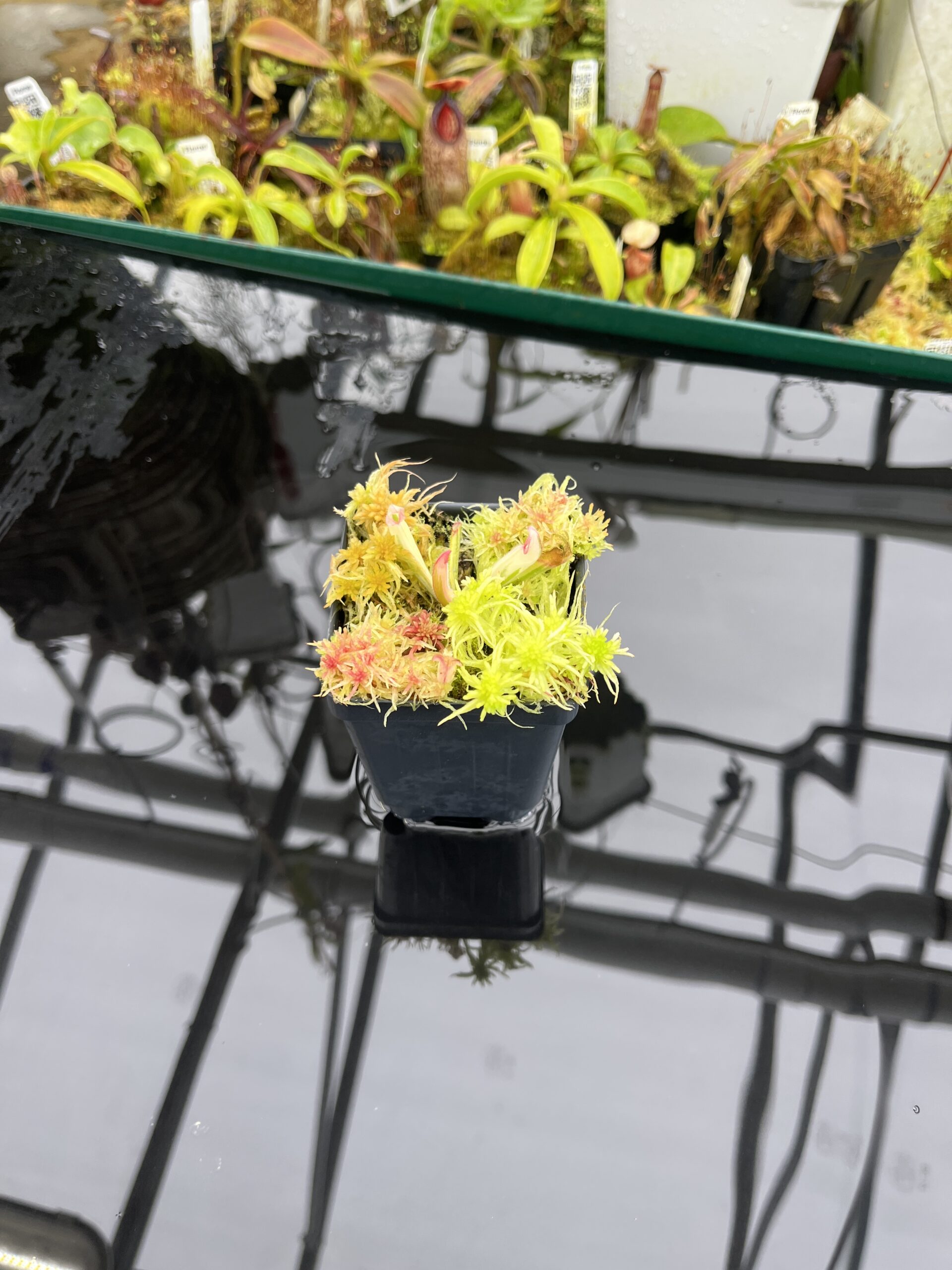 Wide Angle of Heliamphora Flamingo | Andreas Wistuba | AW-01 | H26895