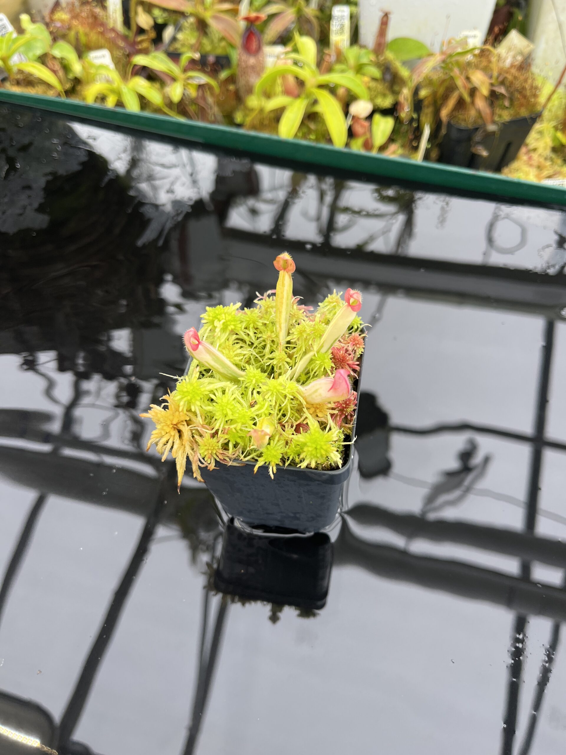 Wide Angle of Heliamphora Flamingo | Andreas Wistuba | AW-01 | H26896