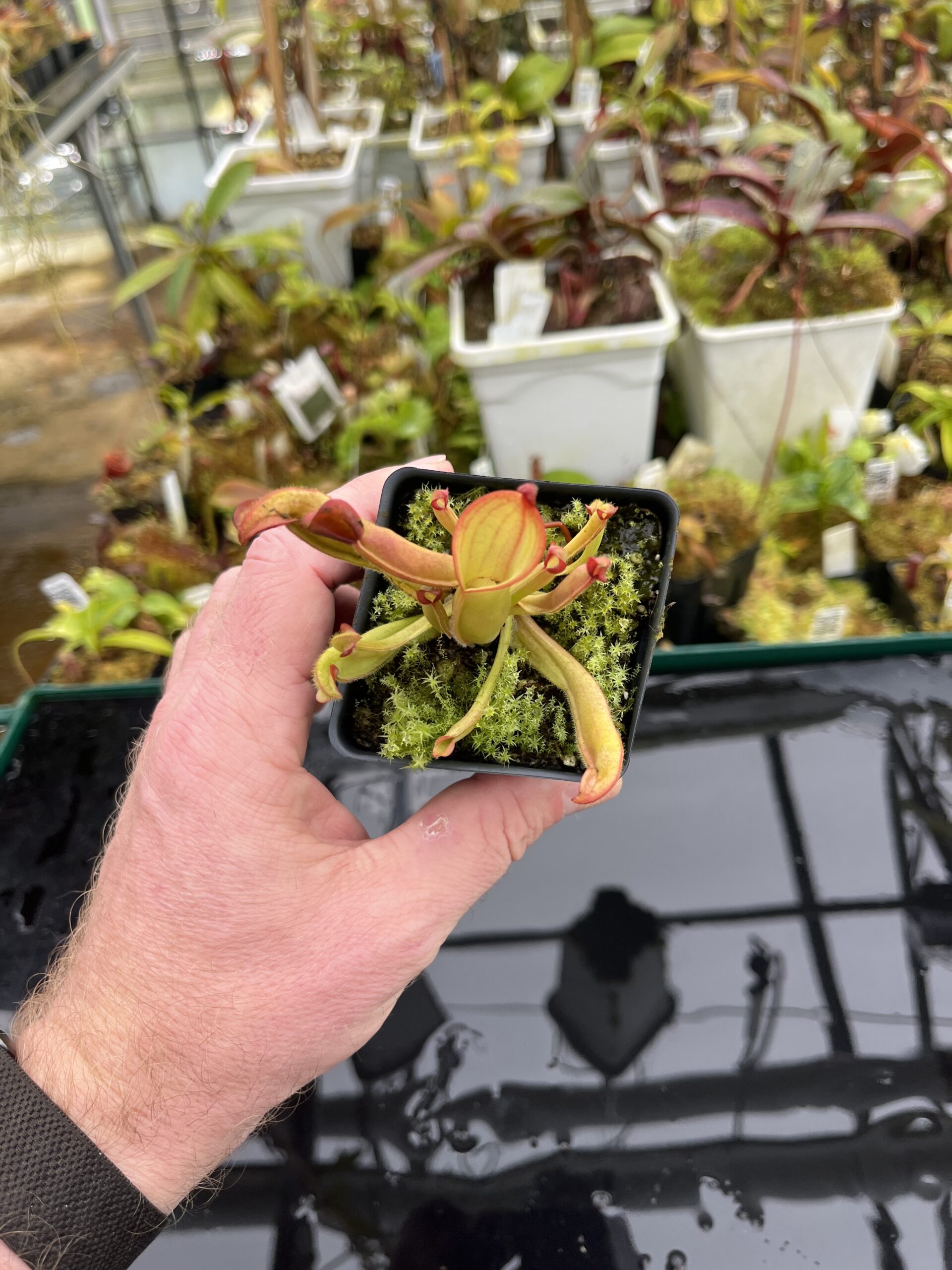 Wide Angle of Heliamphora nutans (Yuruani Tepui) | Andreas Wistuba | AW-02 | H26903