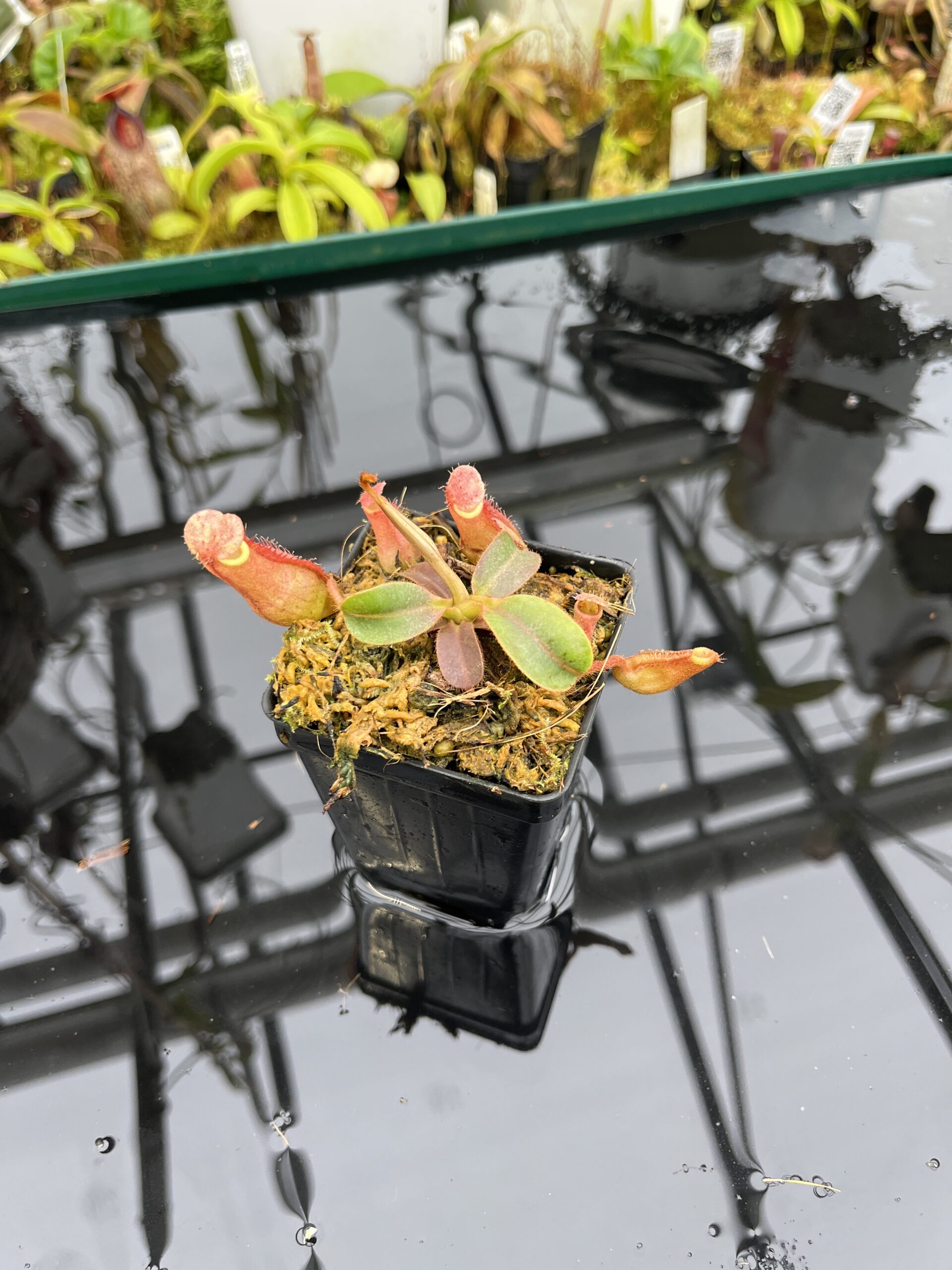 Wide Angle of Nepenthes 'Song of Melancholy' x peltata | JH | Jeremiah Harris | JH-410 | IN26847