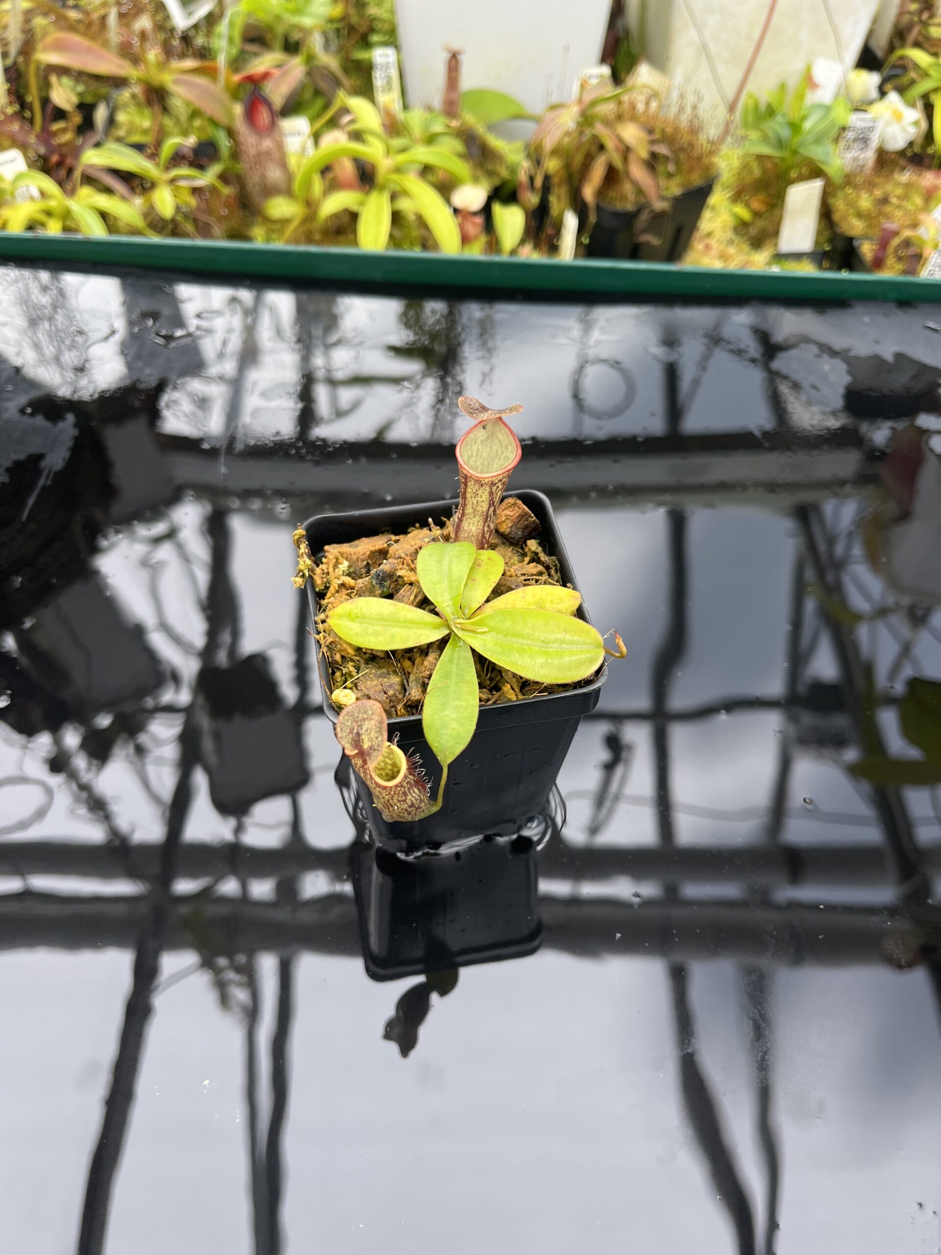 Wide Angle of Nepenthes adnata x campanulata | Best Carnivorous Plants | BCP-323 | IN26893