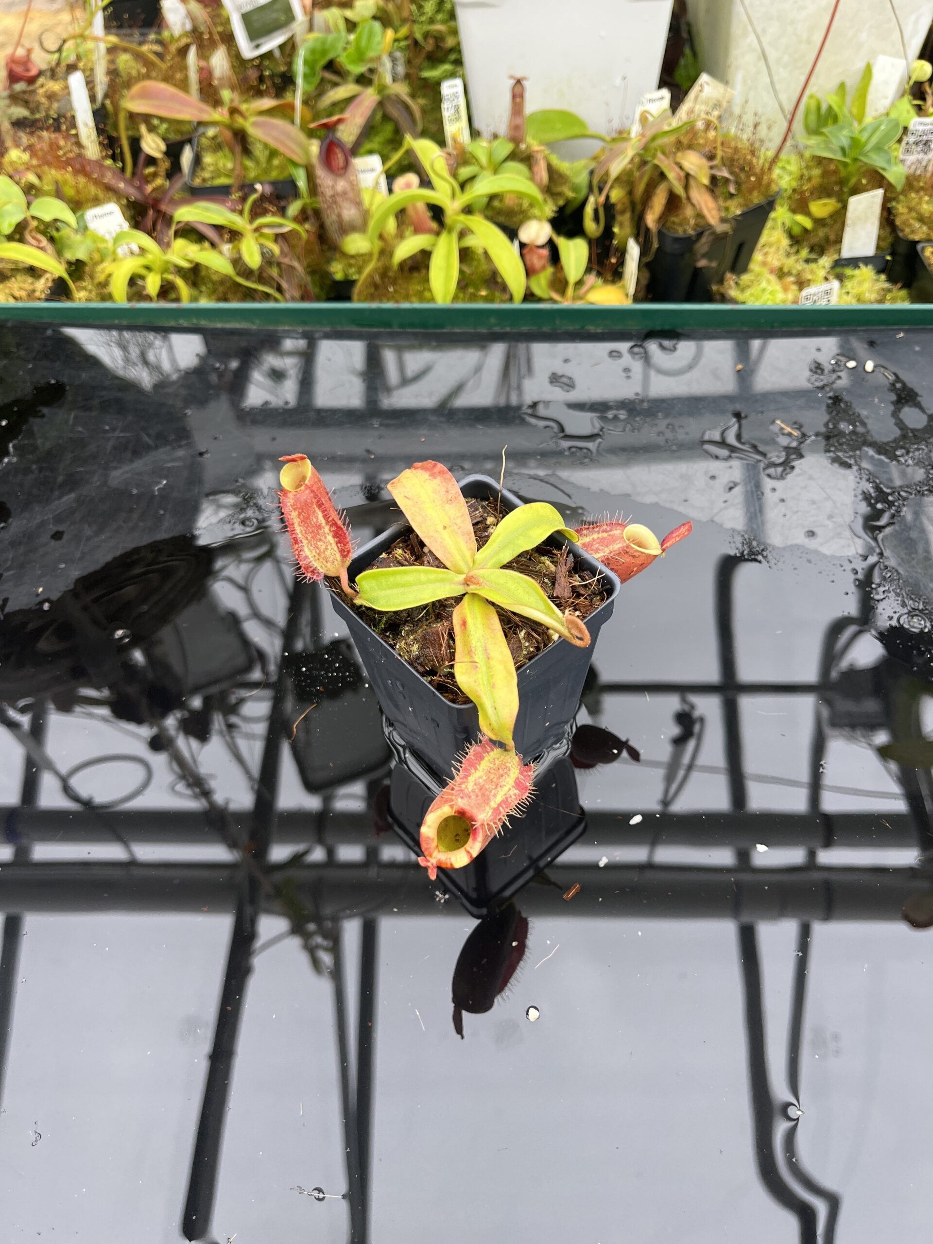 Wide Angle of Nepenthes ampullaria | Borneo Exotics | BE-3390 | H26799