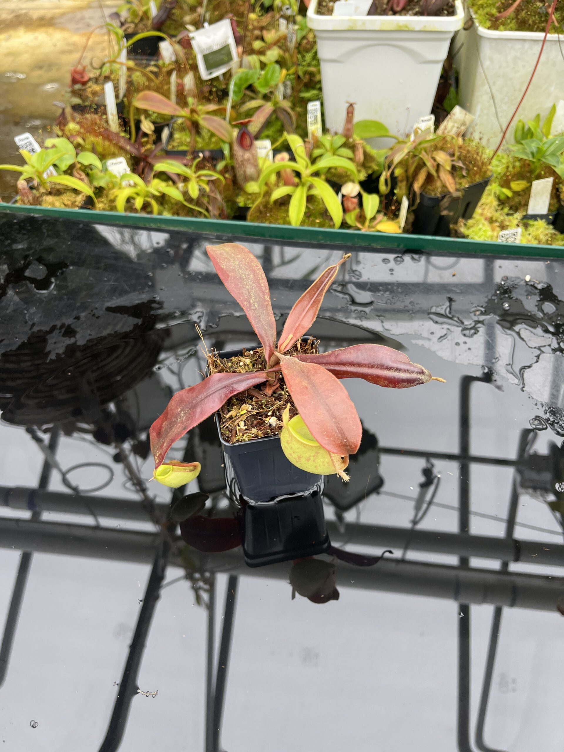 Wide Angle of Nepenthes ampullaria | Borneo Exotics | BE-3450 | L26789