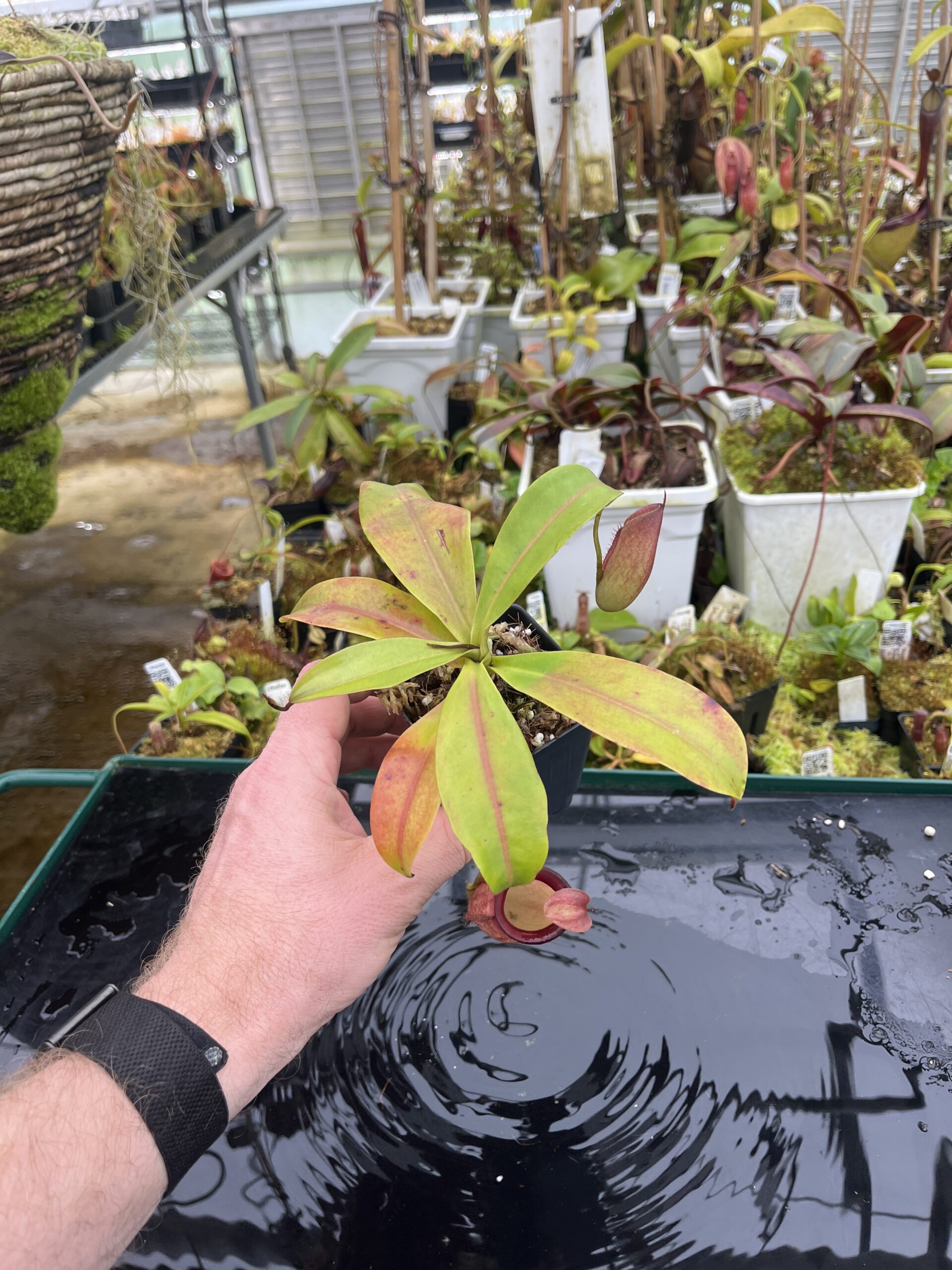 Wide Angle of Nepenthes ampullaria x campanulata | Borneo Exotics | BE-3840 | L26795