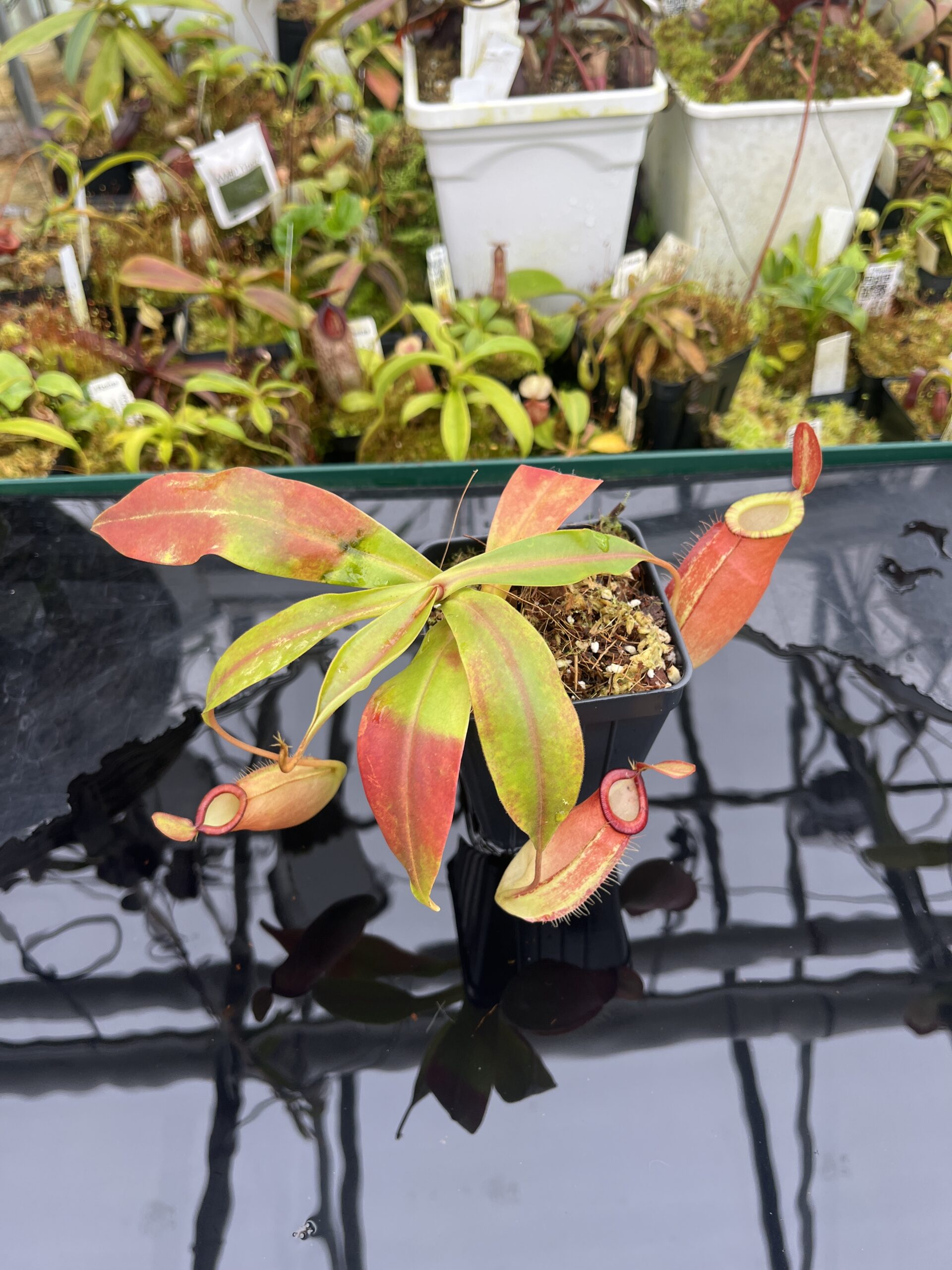 Wide Angle of Nepenthes ampullaria x (spectabilis x talangensis) | Borneo Exotics | BE-3738 | IN216781