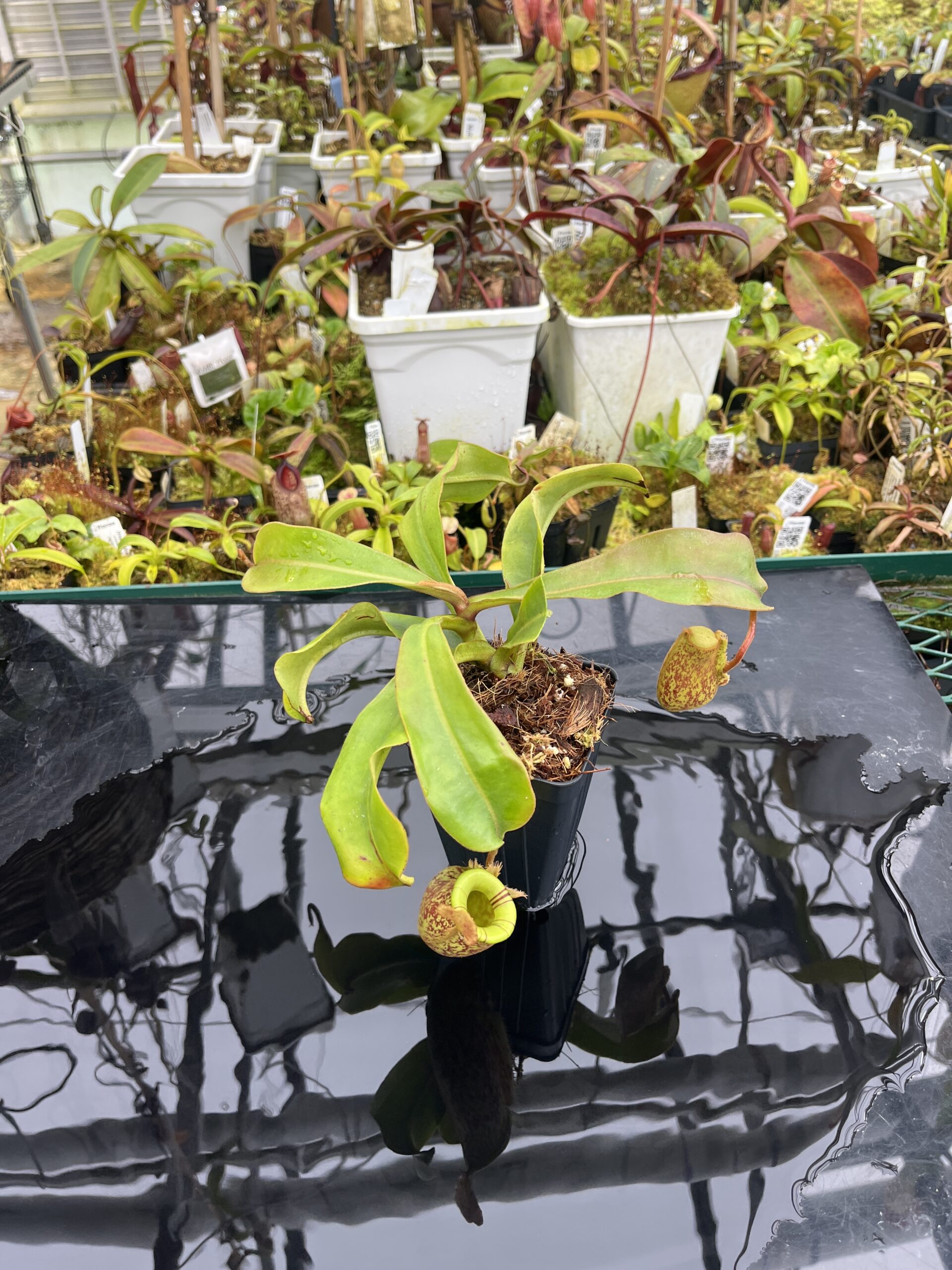 Wide Angle of Nepenthes ampullaria x (veitchii x lowii) | Borneo Exotics | BE-4027 | IN26778