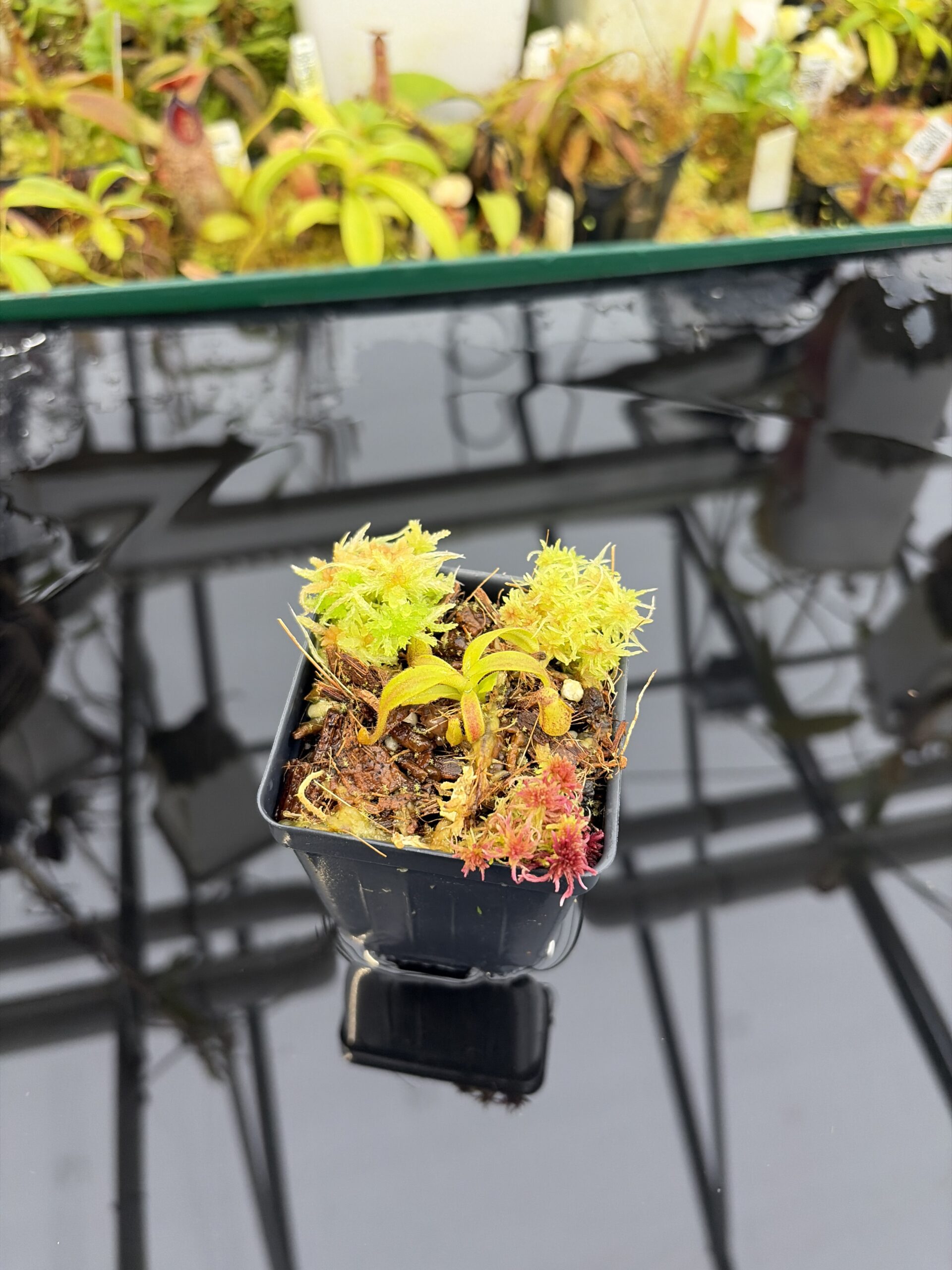 Wide Angle of Nepenthes appendiculata | Assorted Clones | James Ellis | JE-511 | H26917