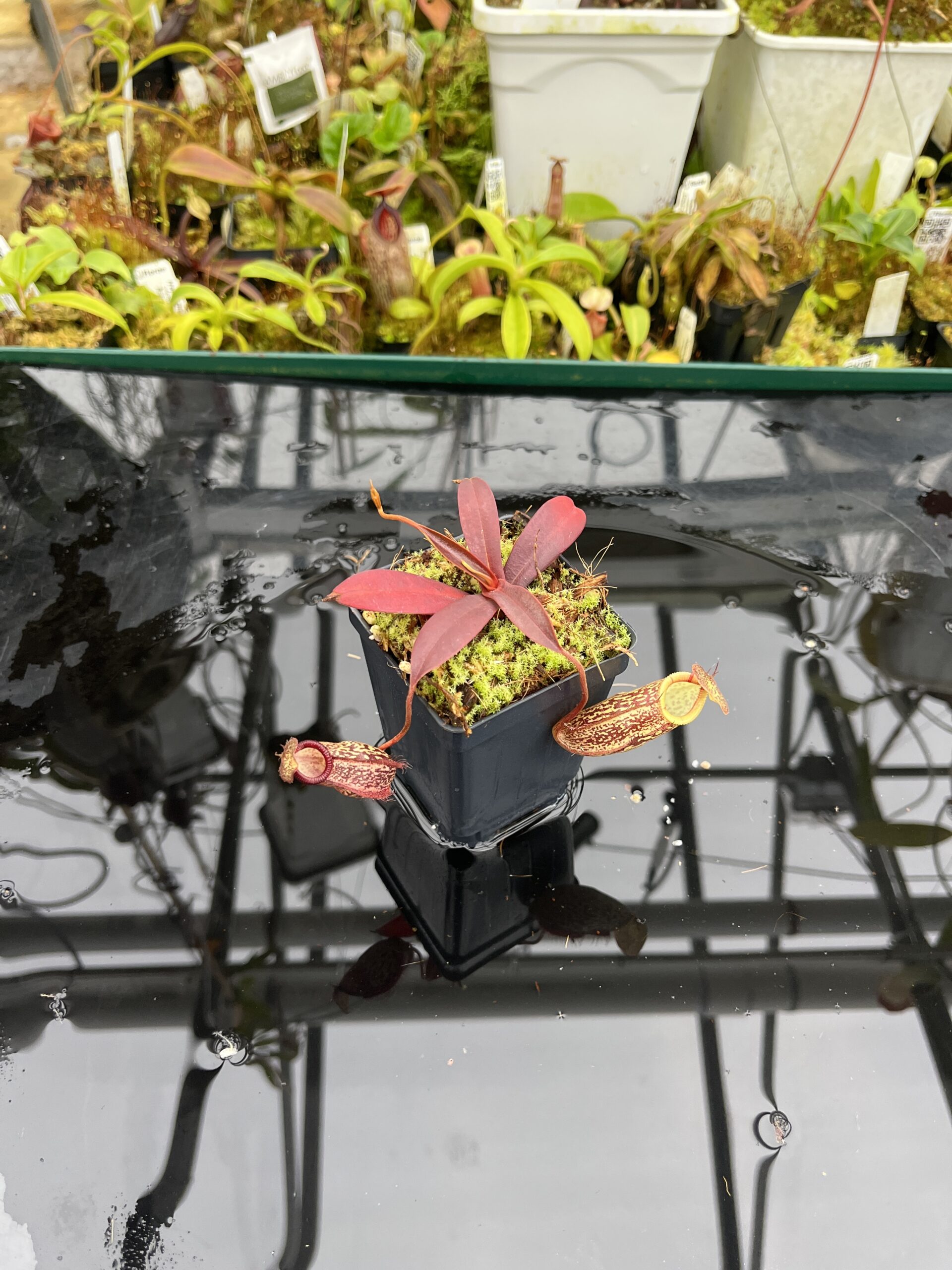 Wide Angle of Nepenthes (aristolochioides x spectabilis) x hamata | Borneo Exotics | BE-4574 | H26814