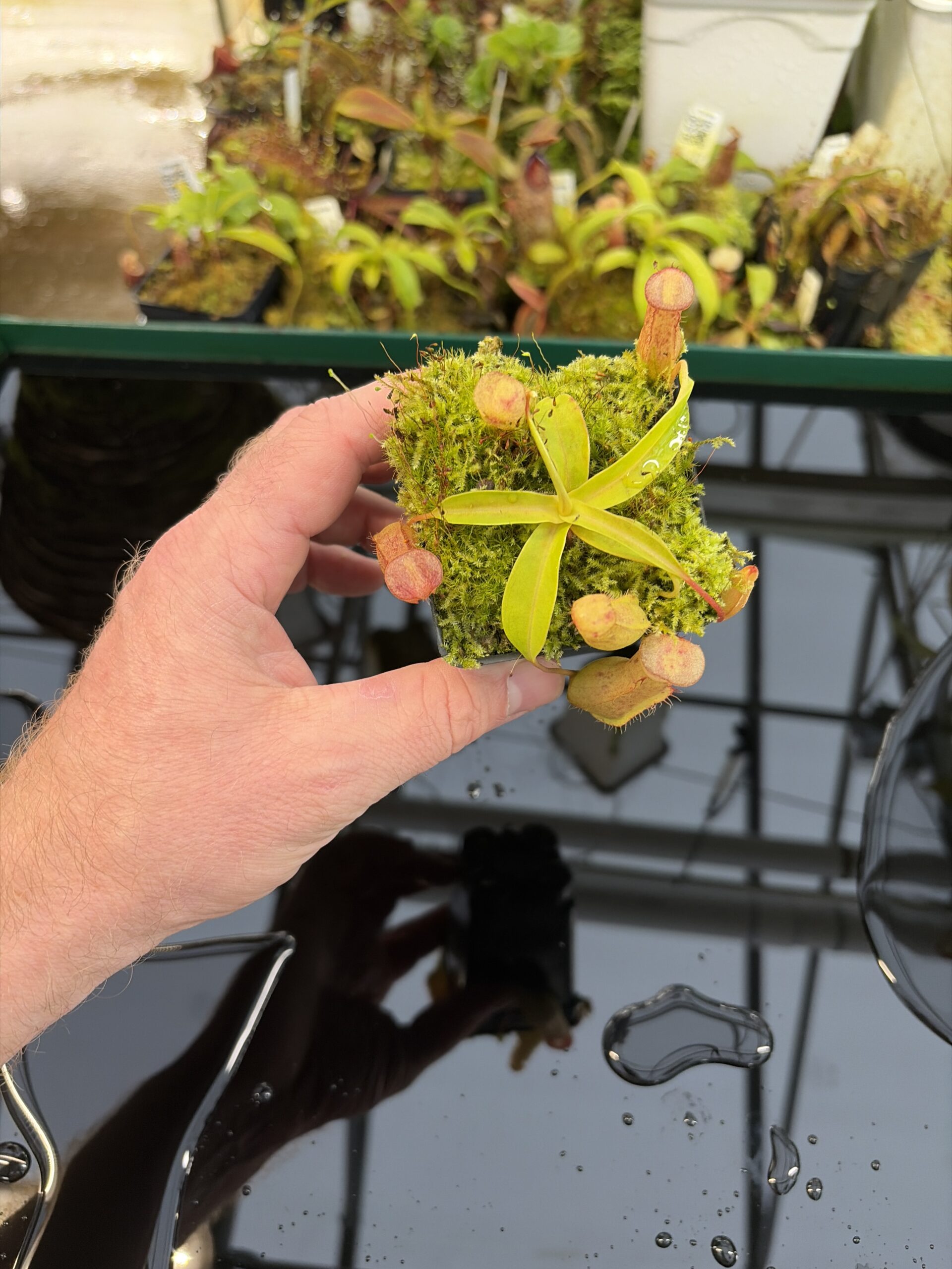 Wide Angle of Nepenthes bokorensis x ventricosa | Florae Collaborative | FC-178.IC | IN26959