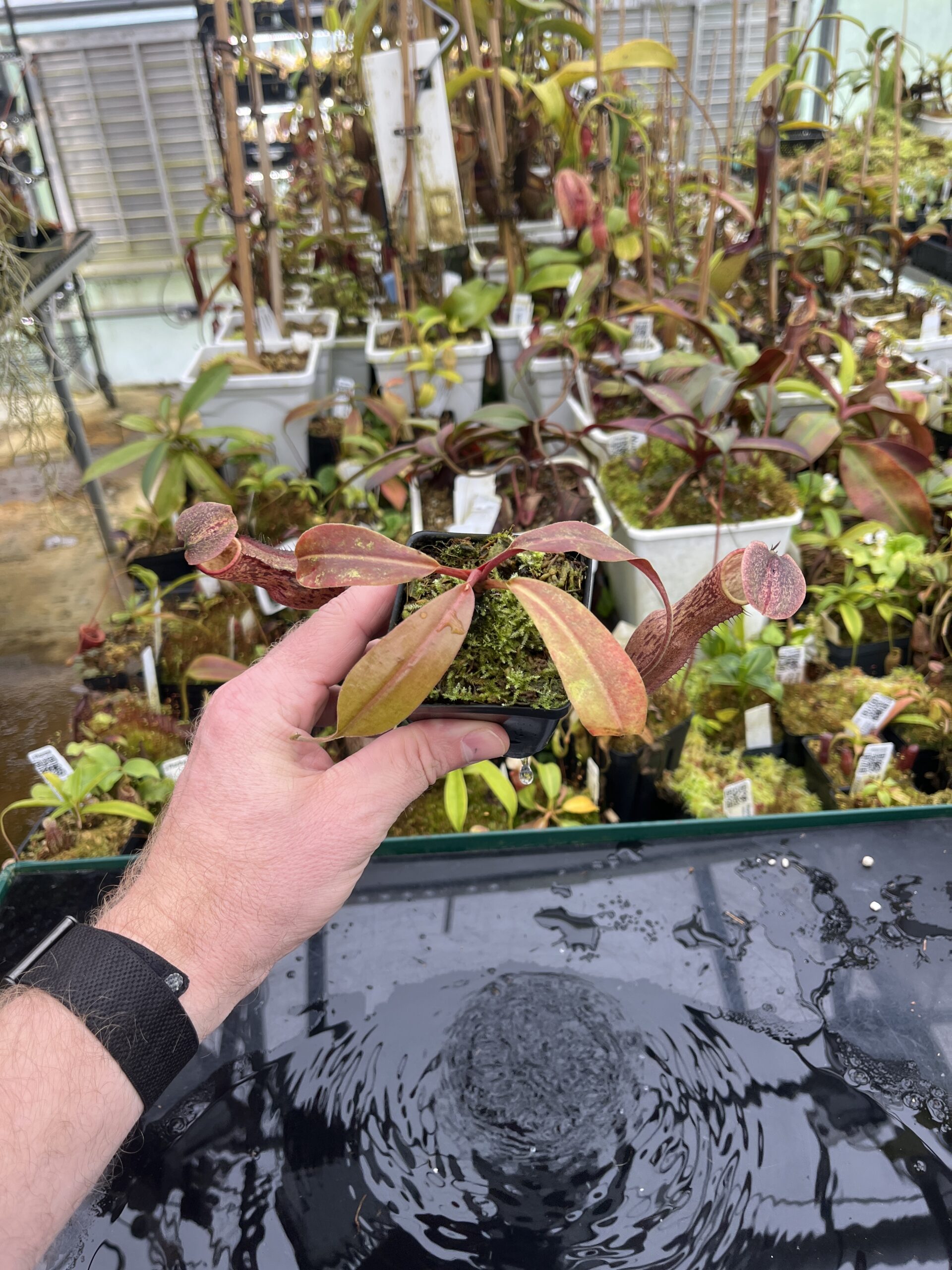 Wide Angle of Nepenthes boschiana | Borneo Exotics | BE-3643 | IN26794