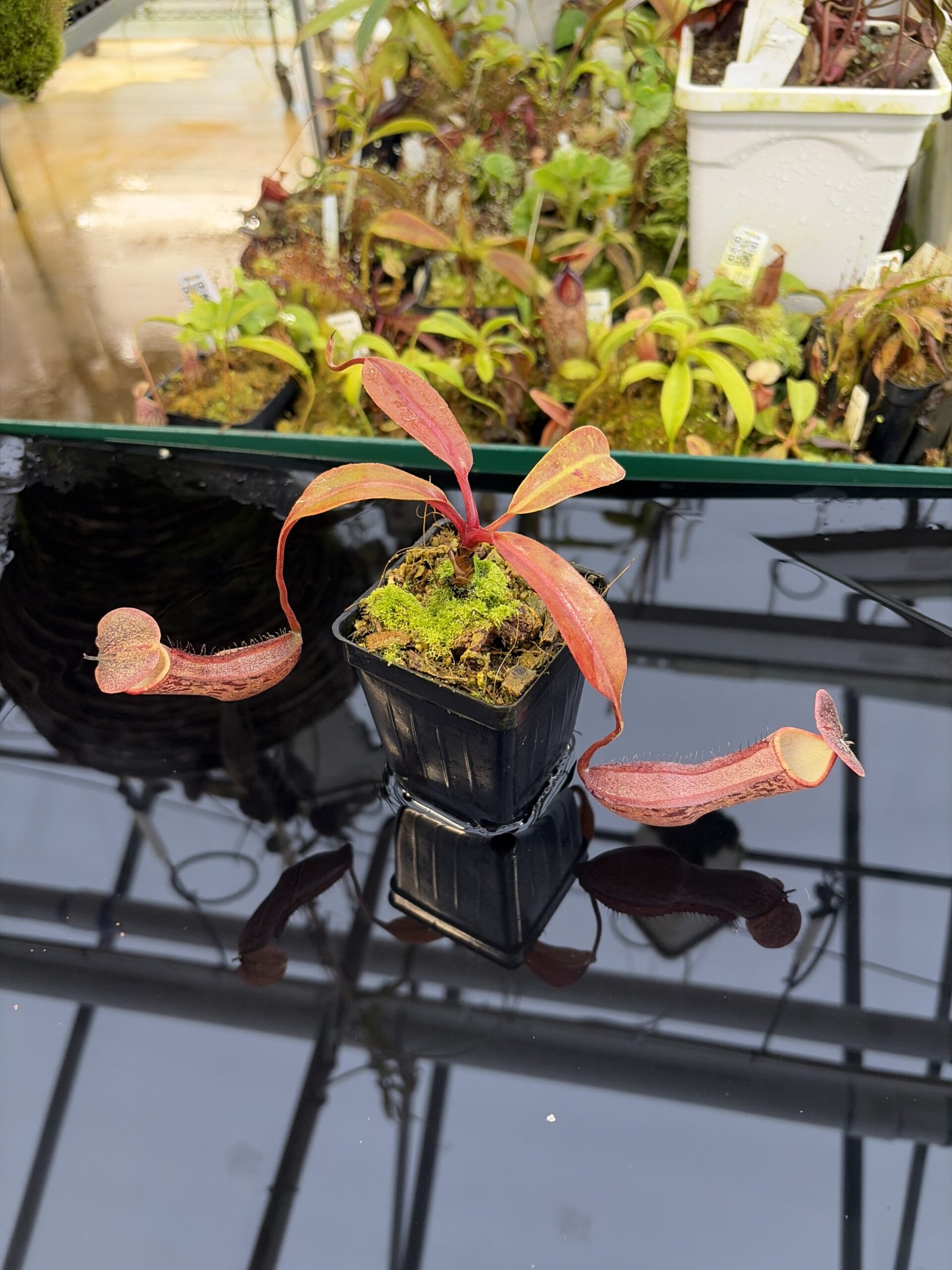 Wide Angle of Nepenthes boschiana | Borneo Exotics | BE-3643 | IN26952