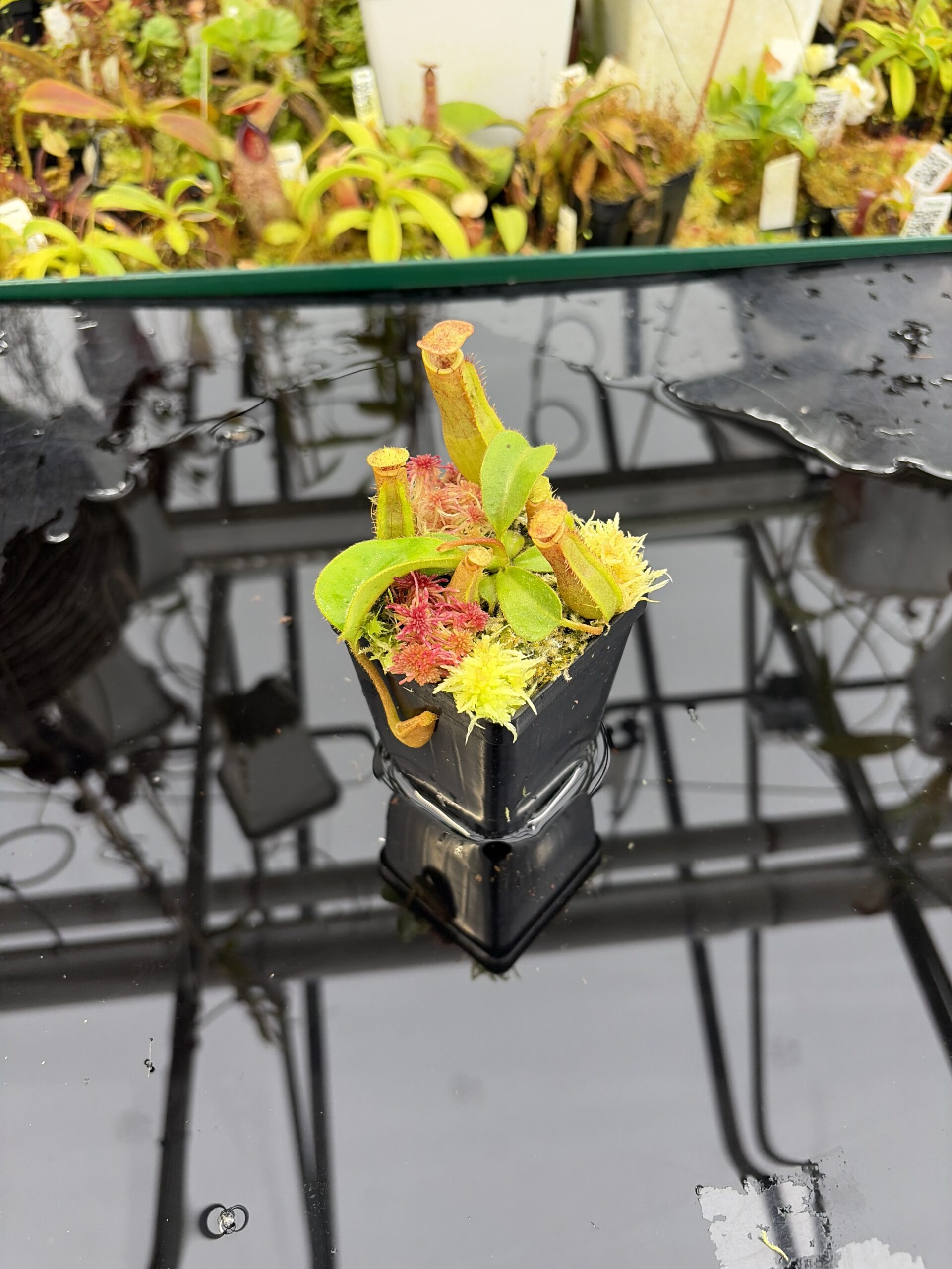 Wide Angle of Nepenthes (boschiana x veitchii (m) Bario - squat, pink) x (lowii x truncata - giant) | Florae | Florae Collaborative | FC-397 | IN26910