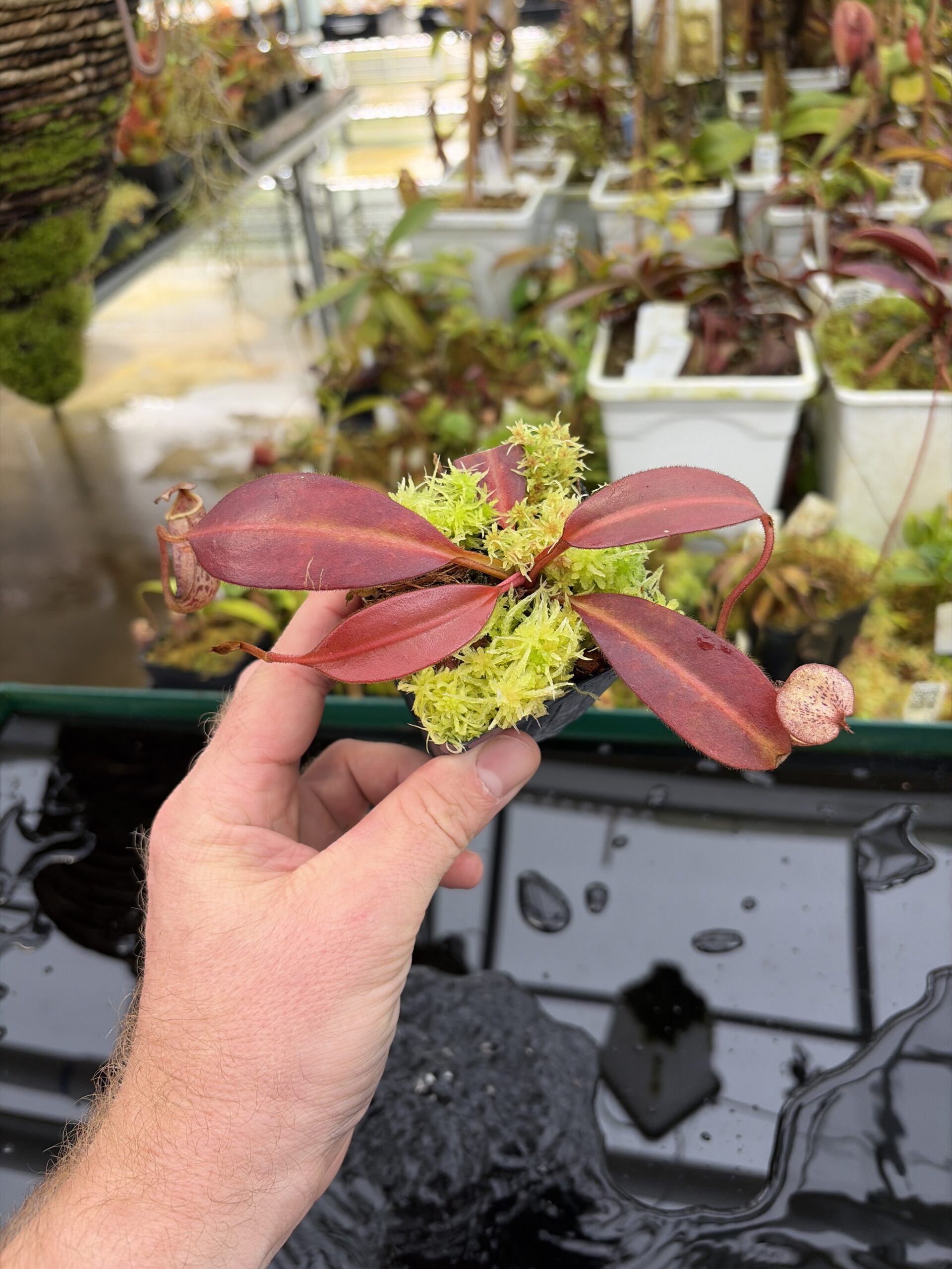 Wide Angle of Nepenthes burbidgeae | Borneo Exotics | BE-3873 | H26983