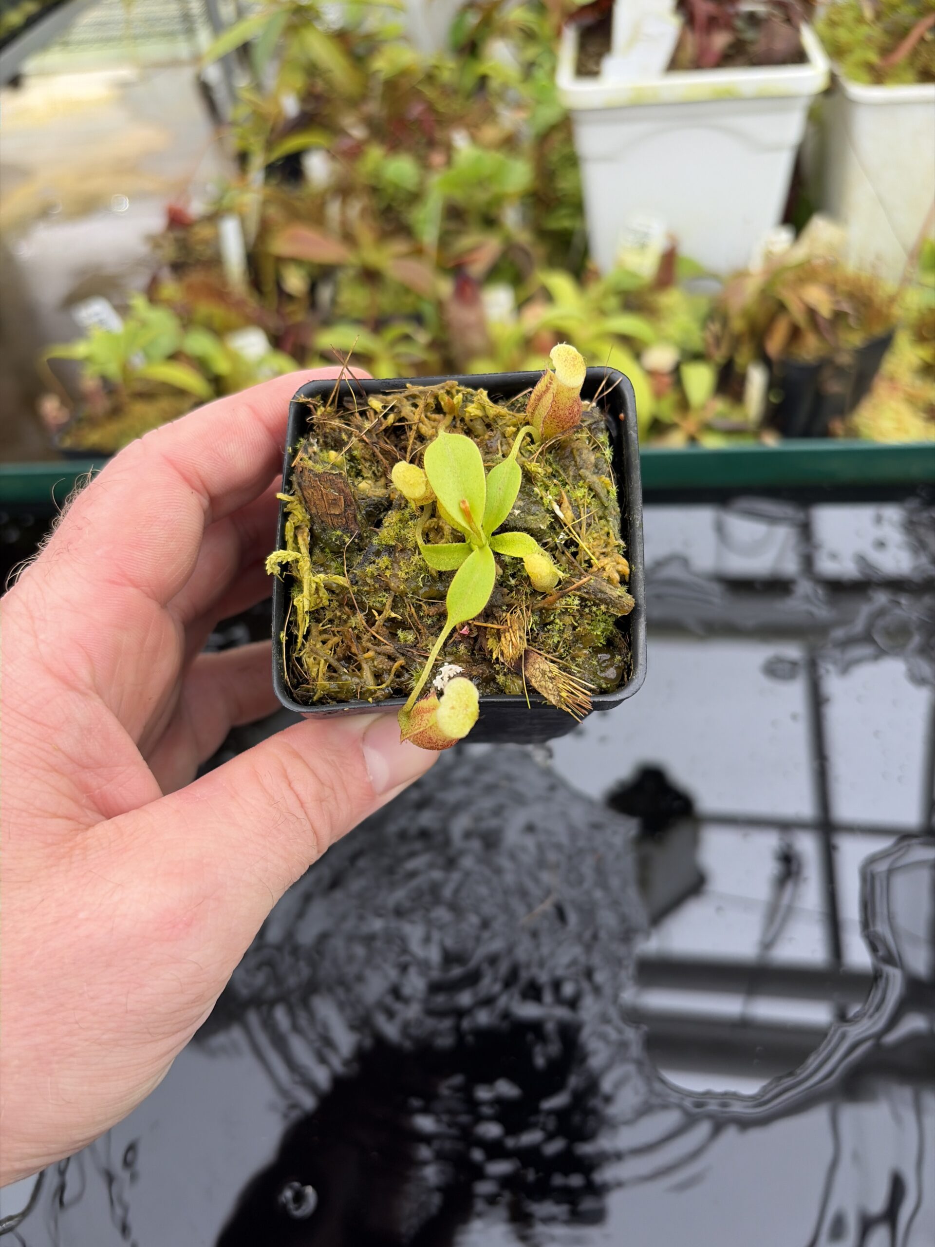 Wide Angle of Nepenthes burbidgeae x villosa | Florae Collaborative | FC-357.07 | H27013