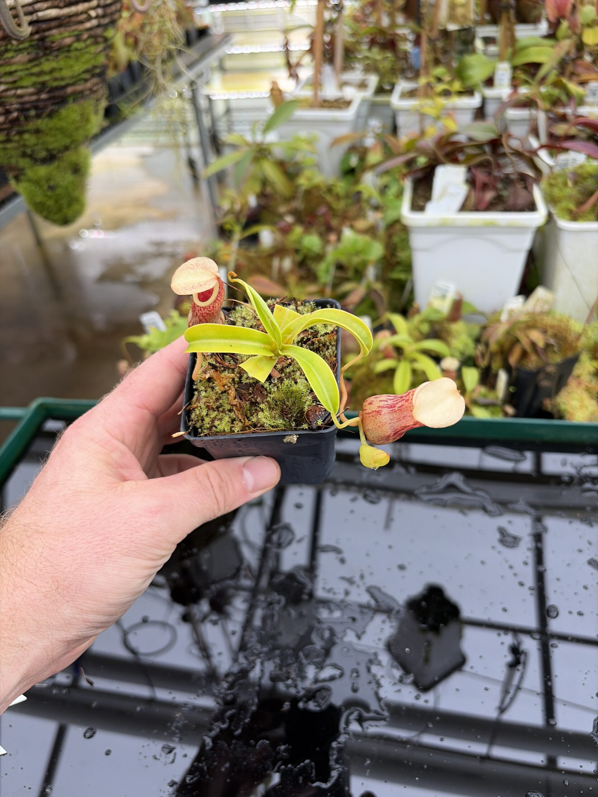 Wide Angle of Nepenthes burkei | Borneo Exotics | BE-3254 | IN27009