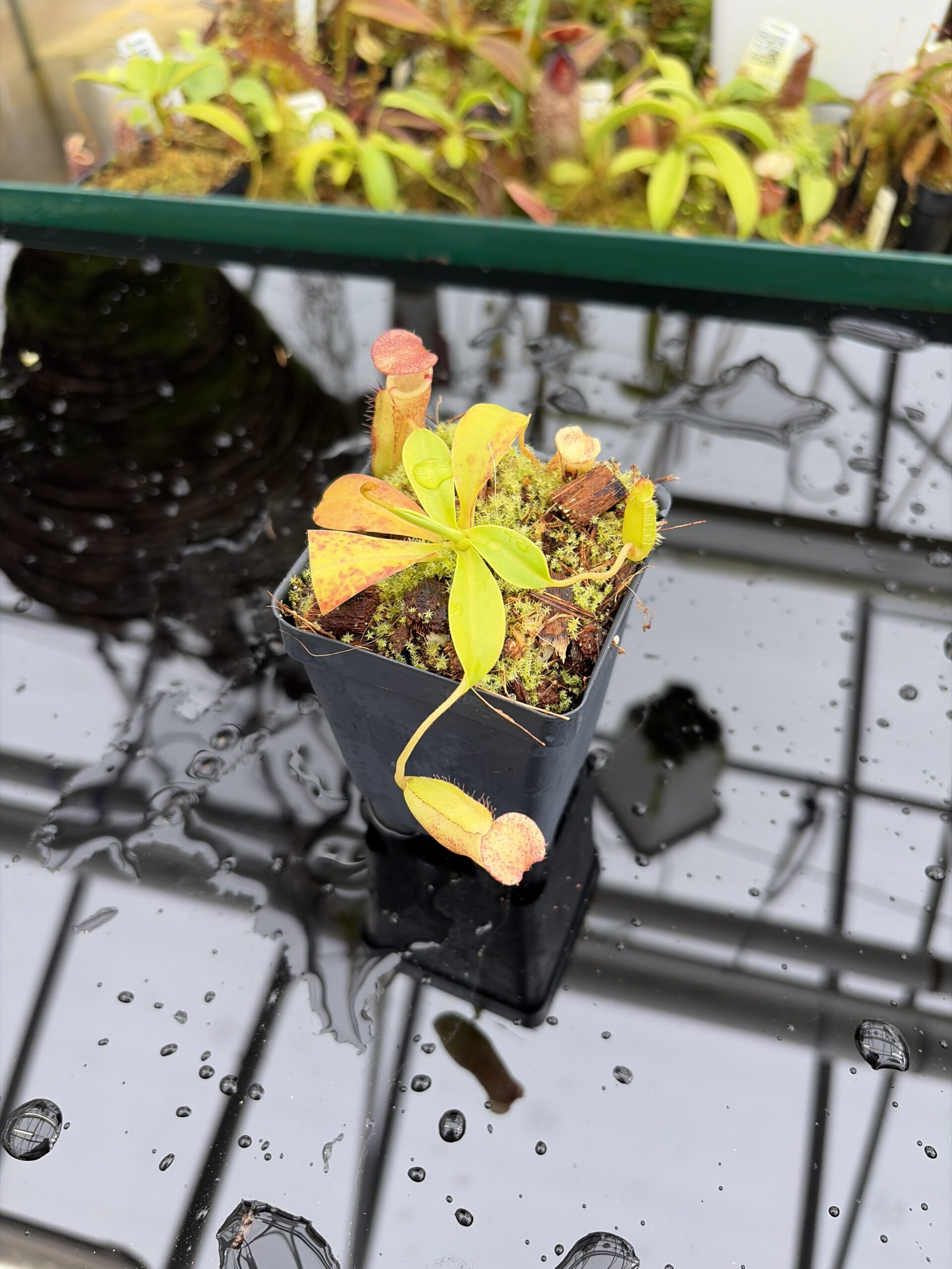 Wide Angle of Nepenthes burkei x ephippiata | Borneo Exotics | BE-4652 | H27003