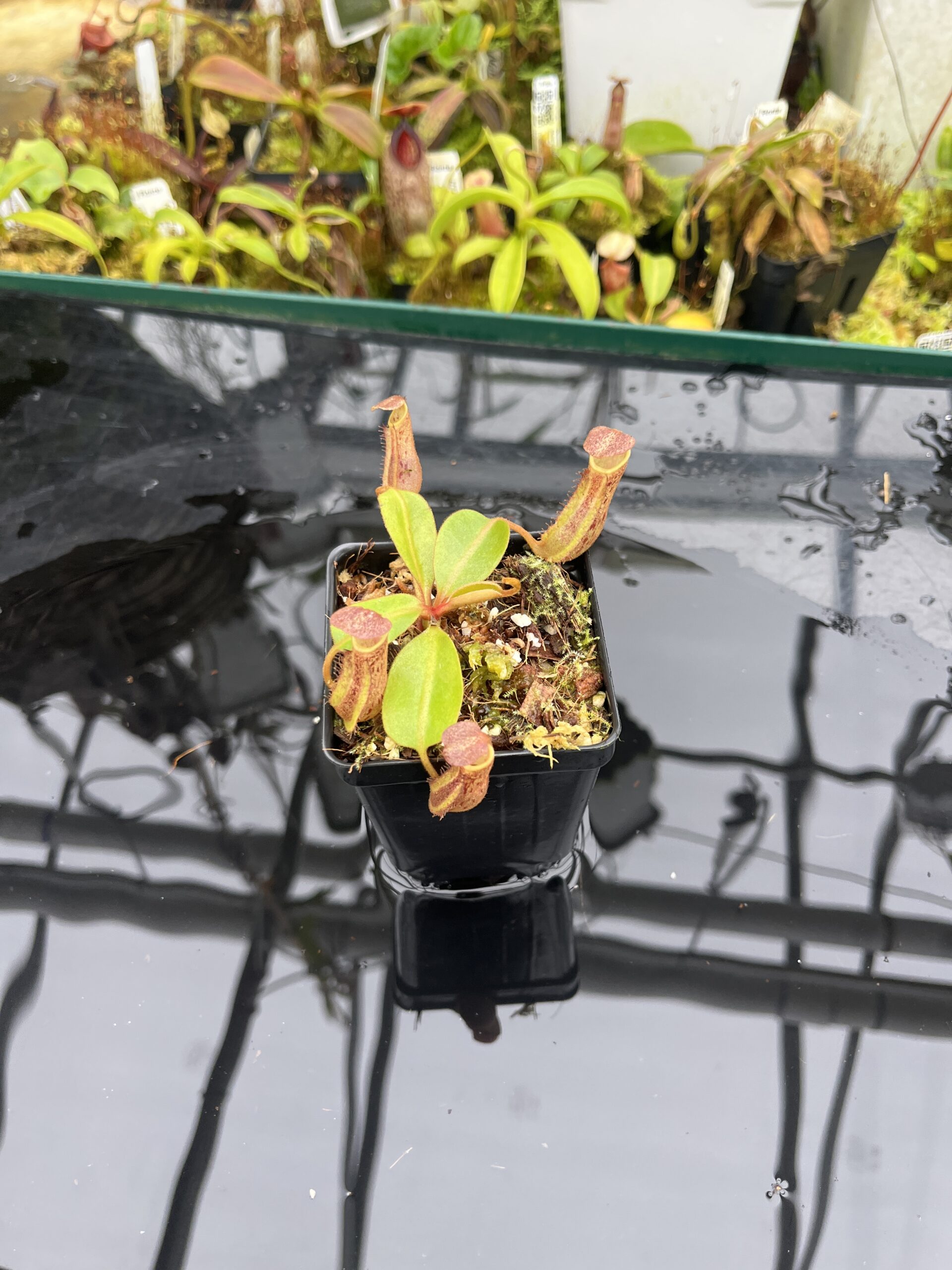 Wide Angle of Nepenthes dactylifera | Borneo Exotics | BE-3070 | IN26793