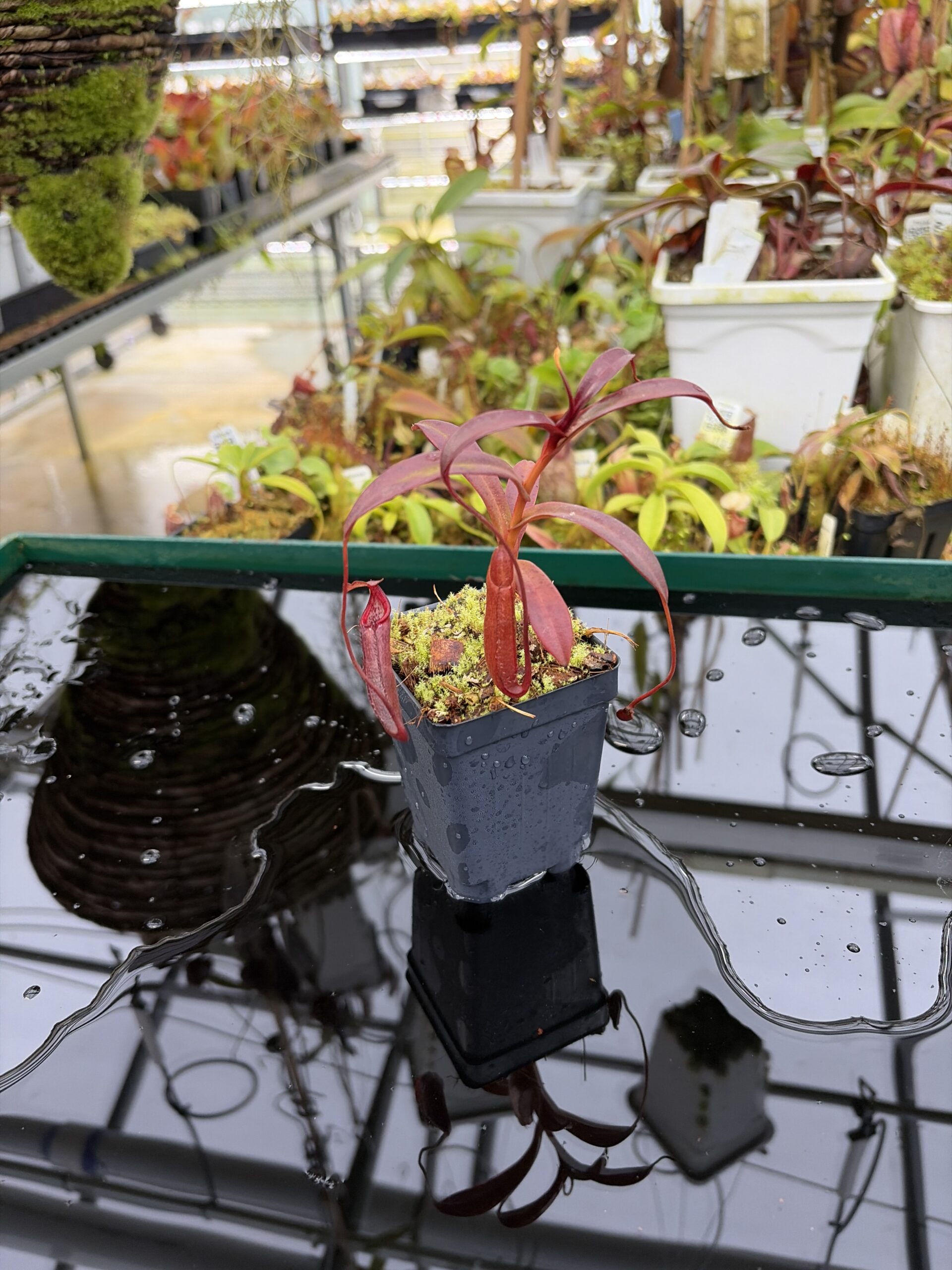 Wide Angle of Nepenthes densiflora | Borneo Exotics | BE-3837 | H26984