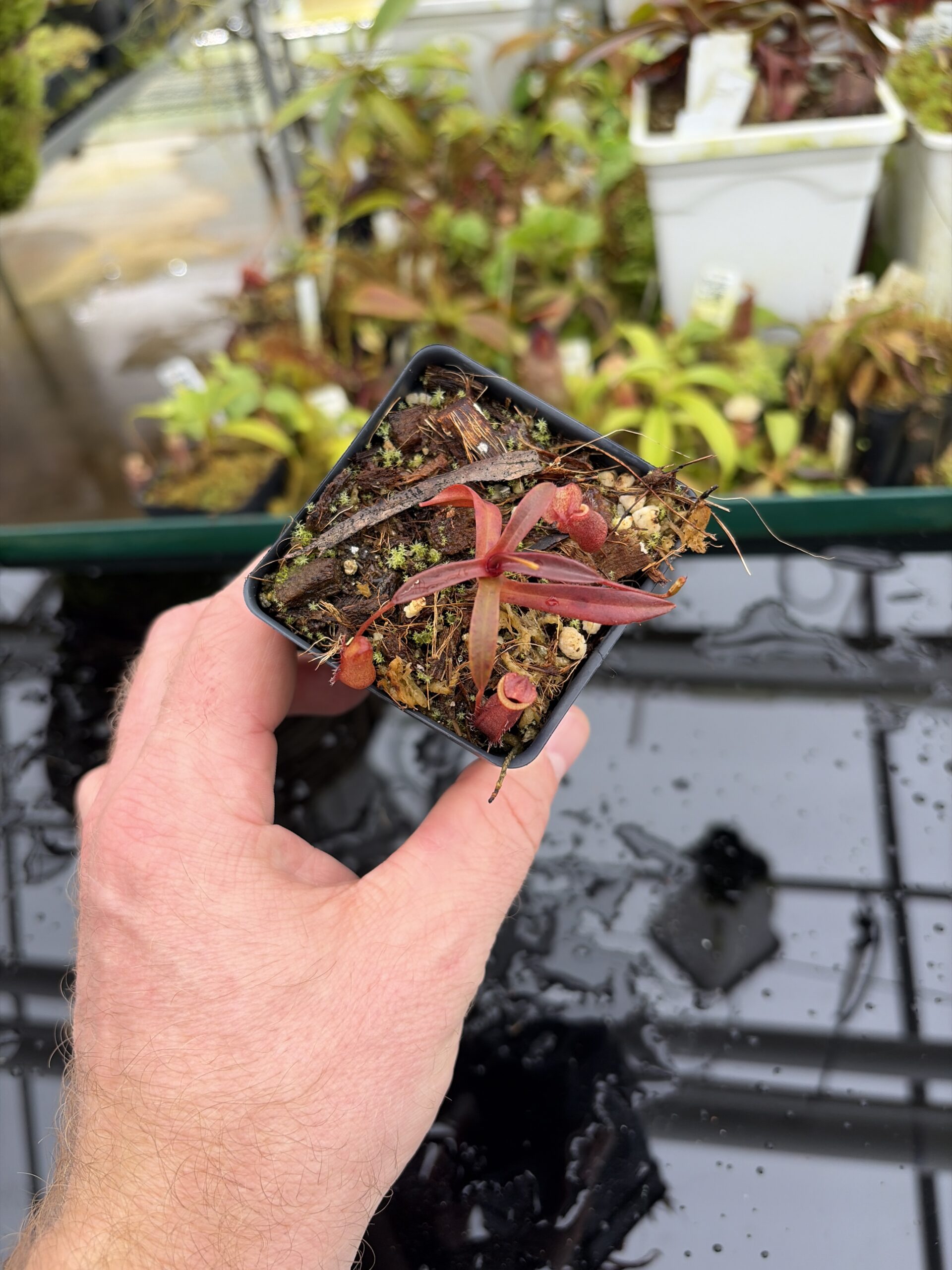 Wide Angle of Nepenthes densiflora | Borneo Exotics | BE-3837 | H27010