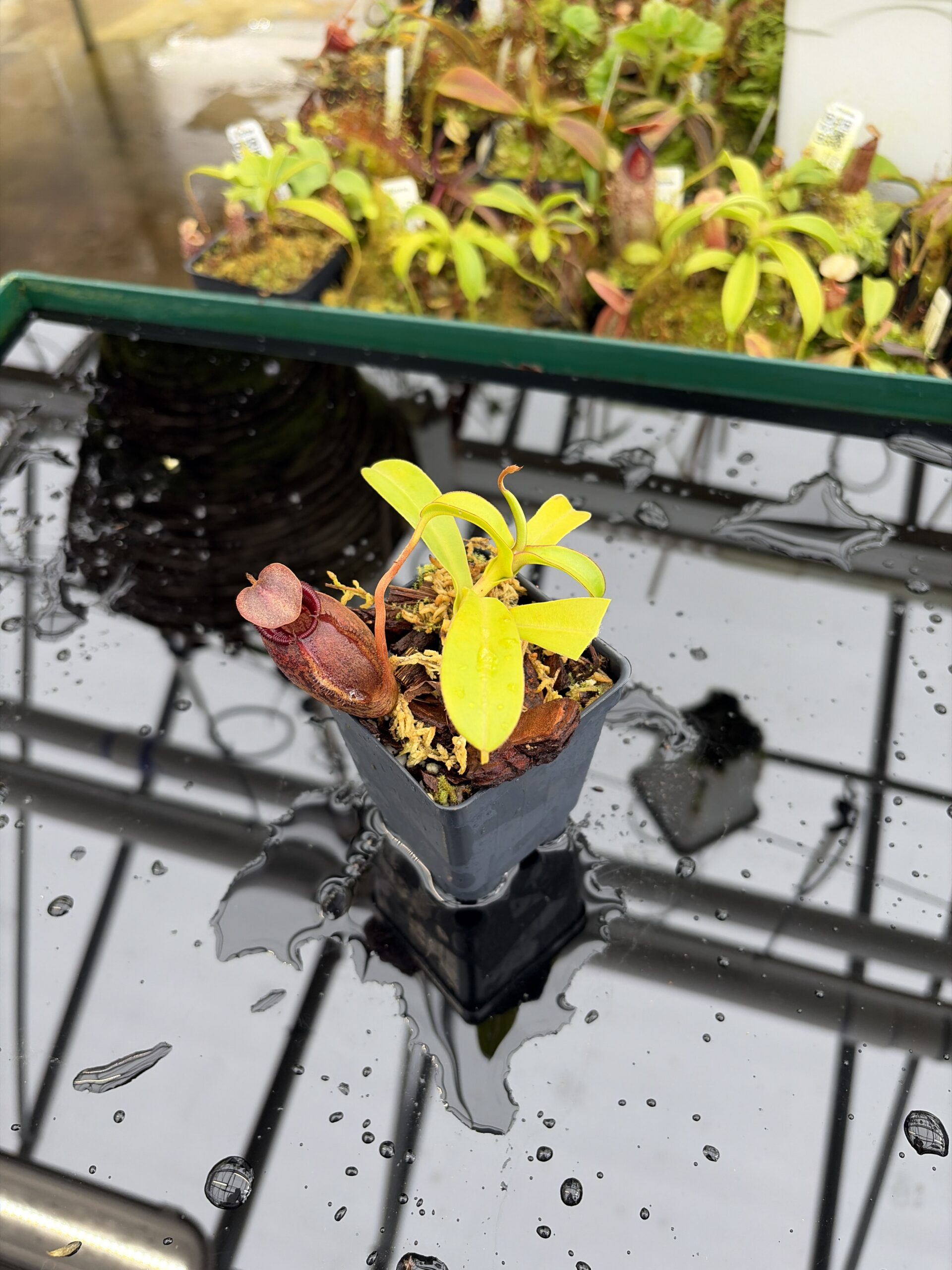 Wide Angle of Nepenthes densiflora x aristolochioides | Borneo Exotics | BE-4076 | H27000
