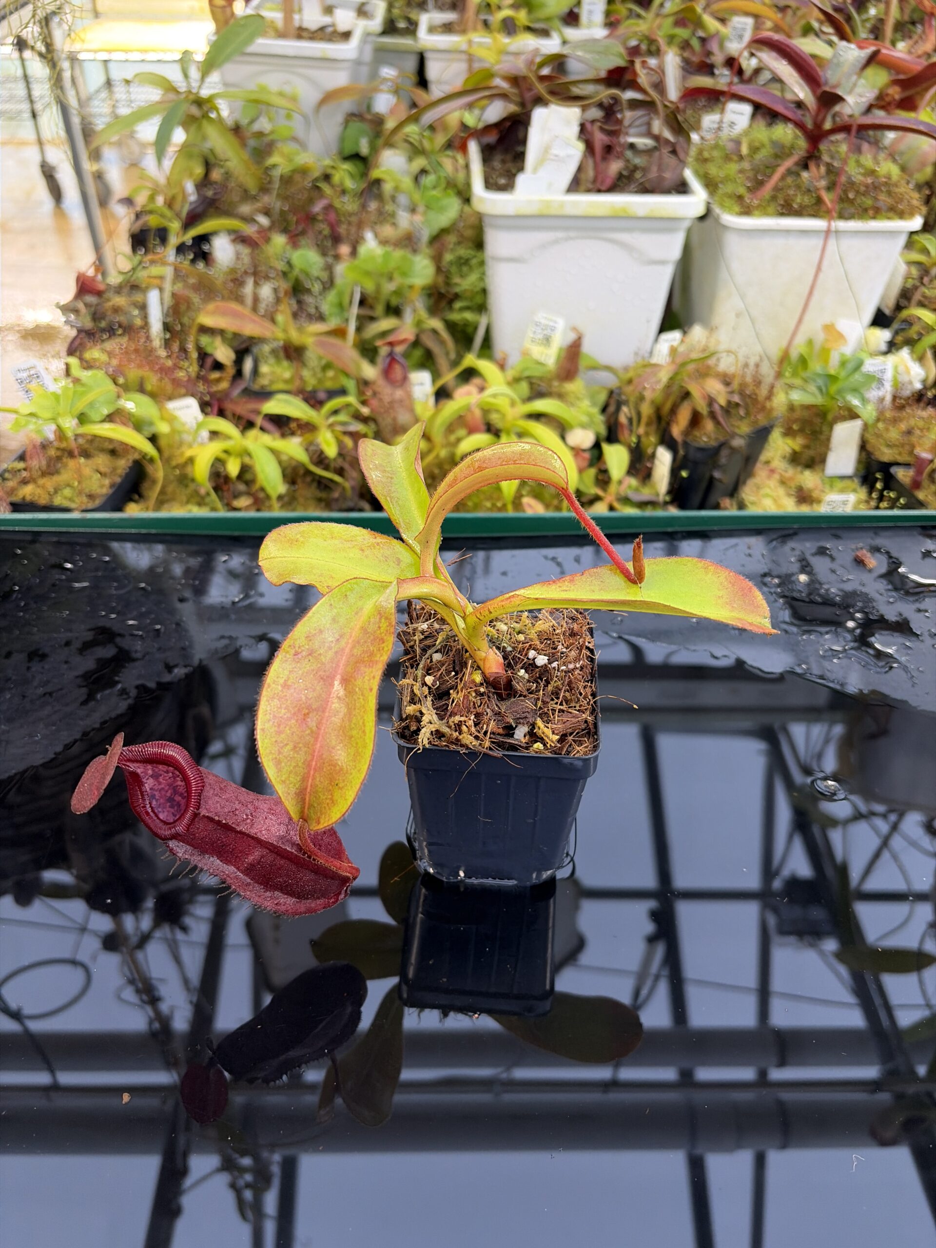 Wide Angle of Nepenthes densiflora x veitchii | Borneo Exotics | BE-4037 | IN26949