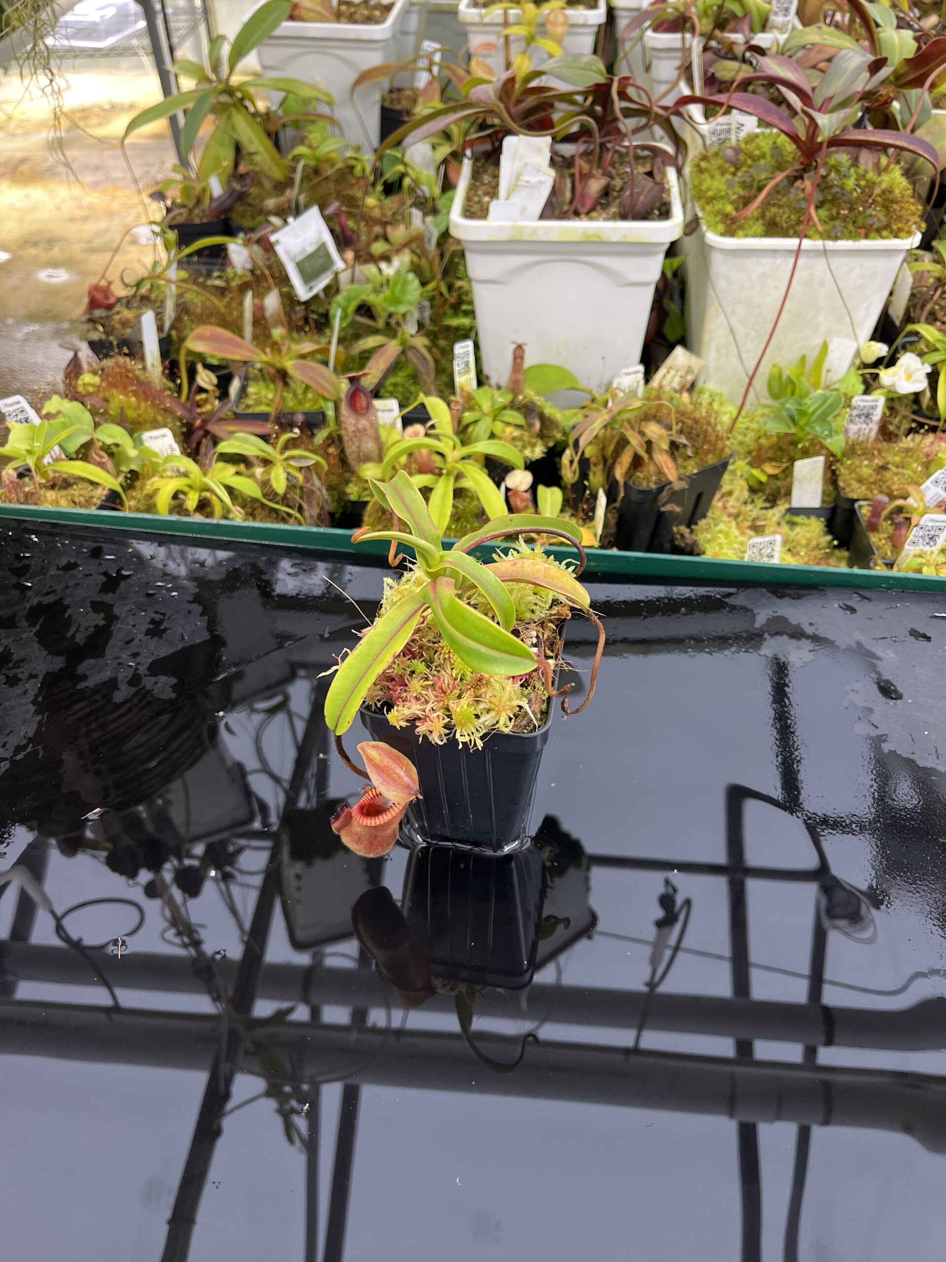 Wide Angle of Nepenthes diabolica (=Red Hairy Hamata = RHH) | Andreas Wistuba | AW-04 | H26864