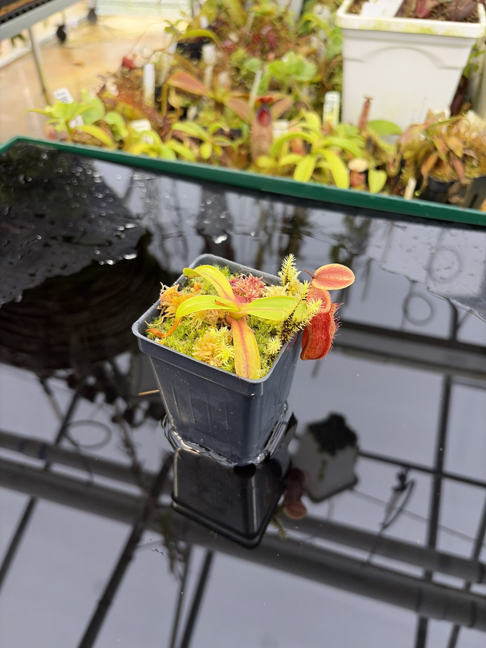 Wide Angle of Nepenthes (diabolica x hamata) x edwardsiana | Andreas Wistuba | AW-04 | H26918