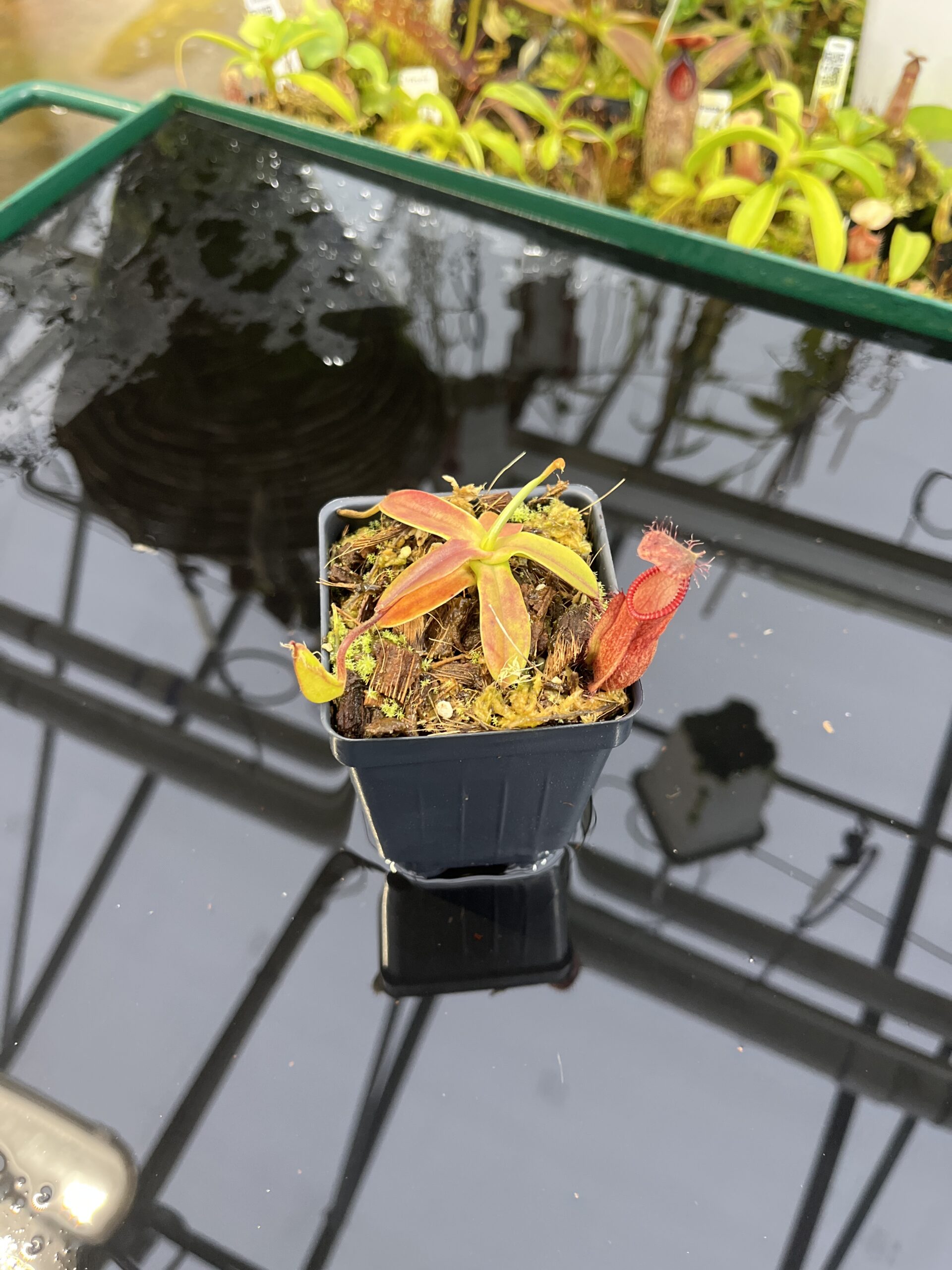 Wide Angle of Nepenthes (diabolica x hamata) x hamata | Andreas Wistuba | AW-ISC | H26876