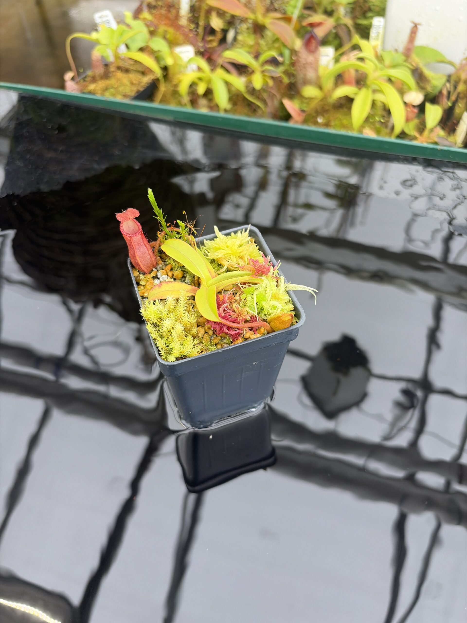 Wide Angle of Nepenthes diabolica x villosa | Andreas Wistuba | AW-02 | H26925