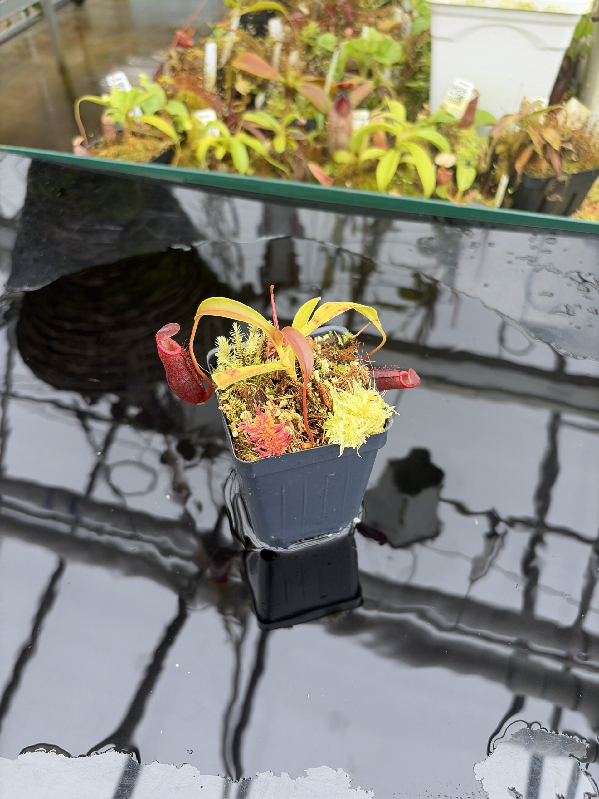 Wide Angle of Nepenthes diatas | Borneo Exotics | BE-3861 | H26929