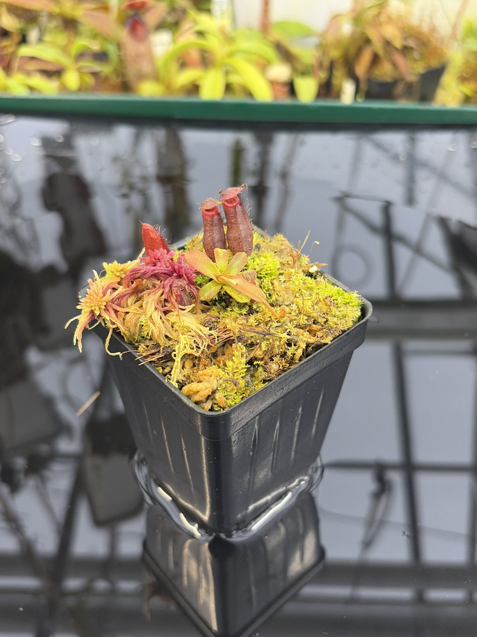 Wide Angle of Nepenthes diatas x villosa | JH | Florae | Clone 2 | Jeremiah Harris | JH-391.02 | H26919
