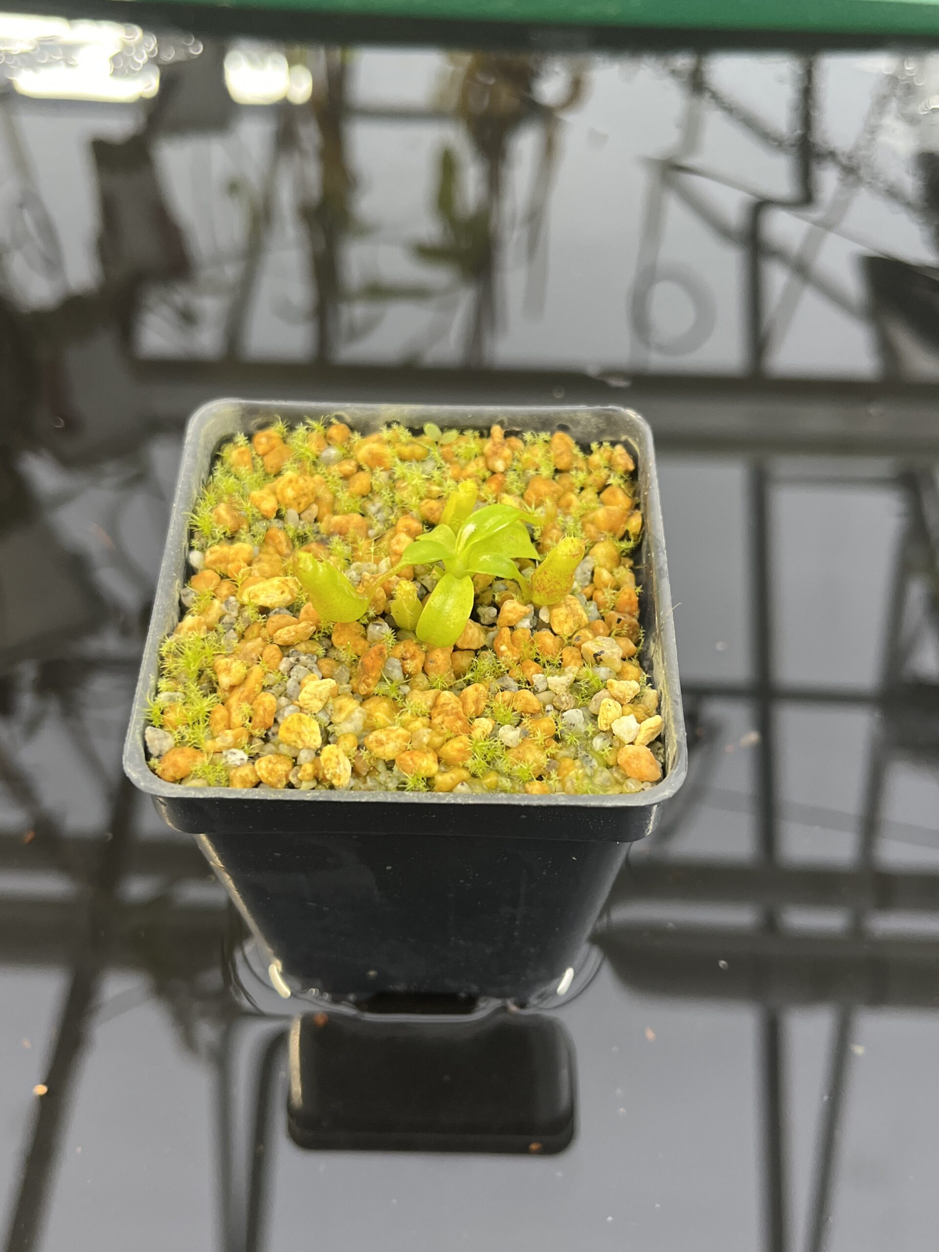 Wide Angle of Nepenthes edwardsiana | Assorted Clones | Jeremiah Harris | JH-458 | H26885