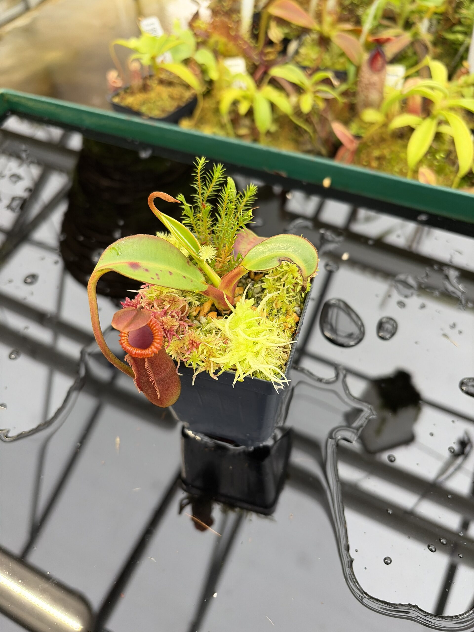 Wide Angle of Nepenthes edwardsiana (Tamb.) | Andreas Wistuba | AW-02 | H26990