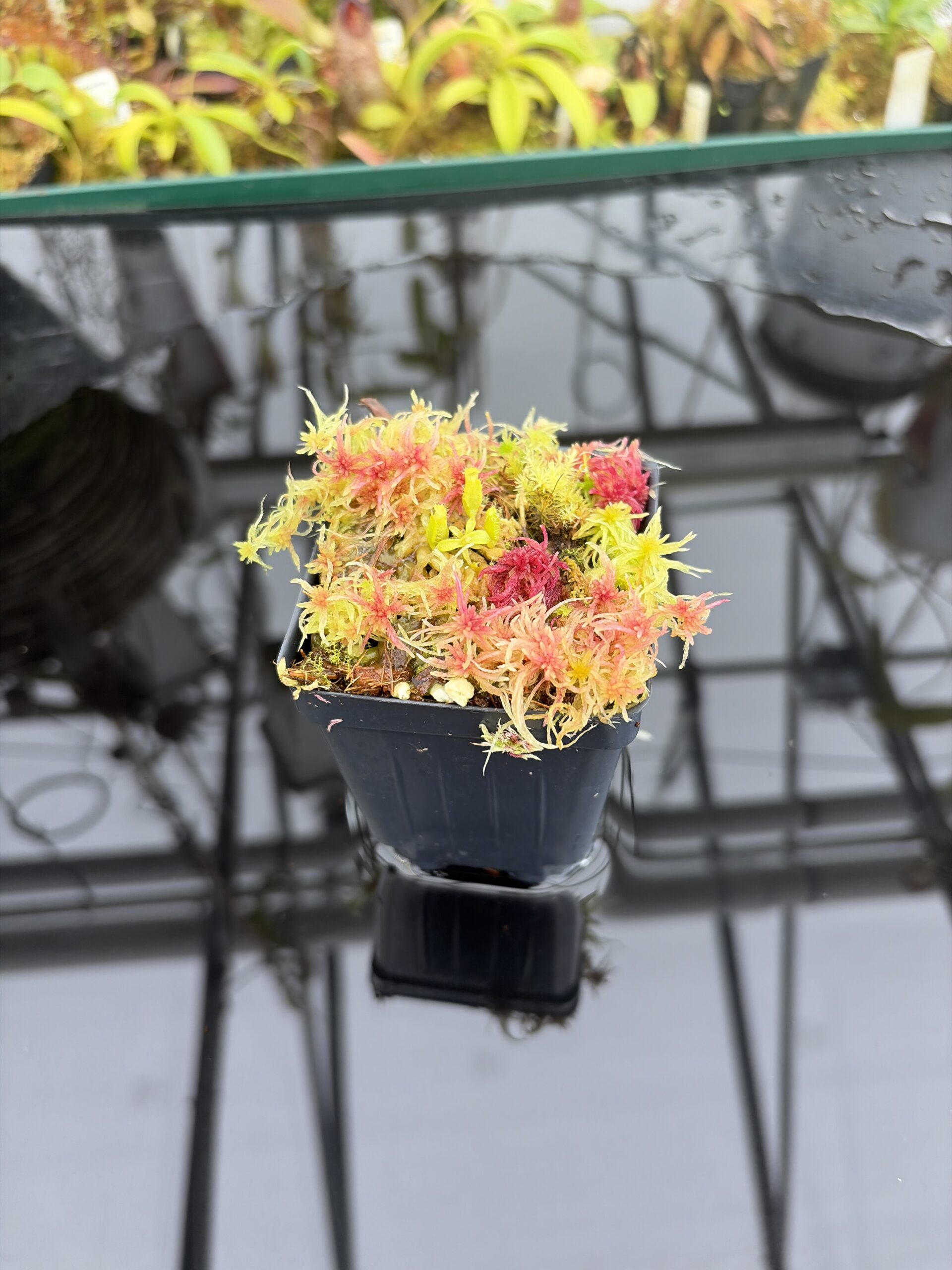 Wide Angle of Nepenthes edwardsiana x fusca (Kemul) | Michael Kevin Smith | MKS-693 | H26927