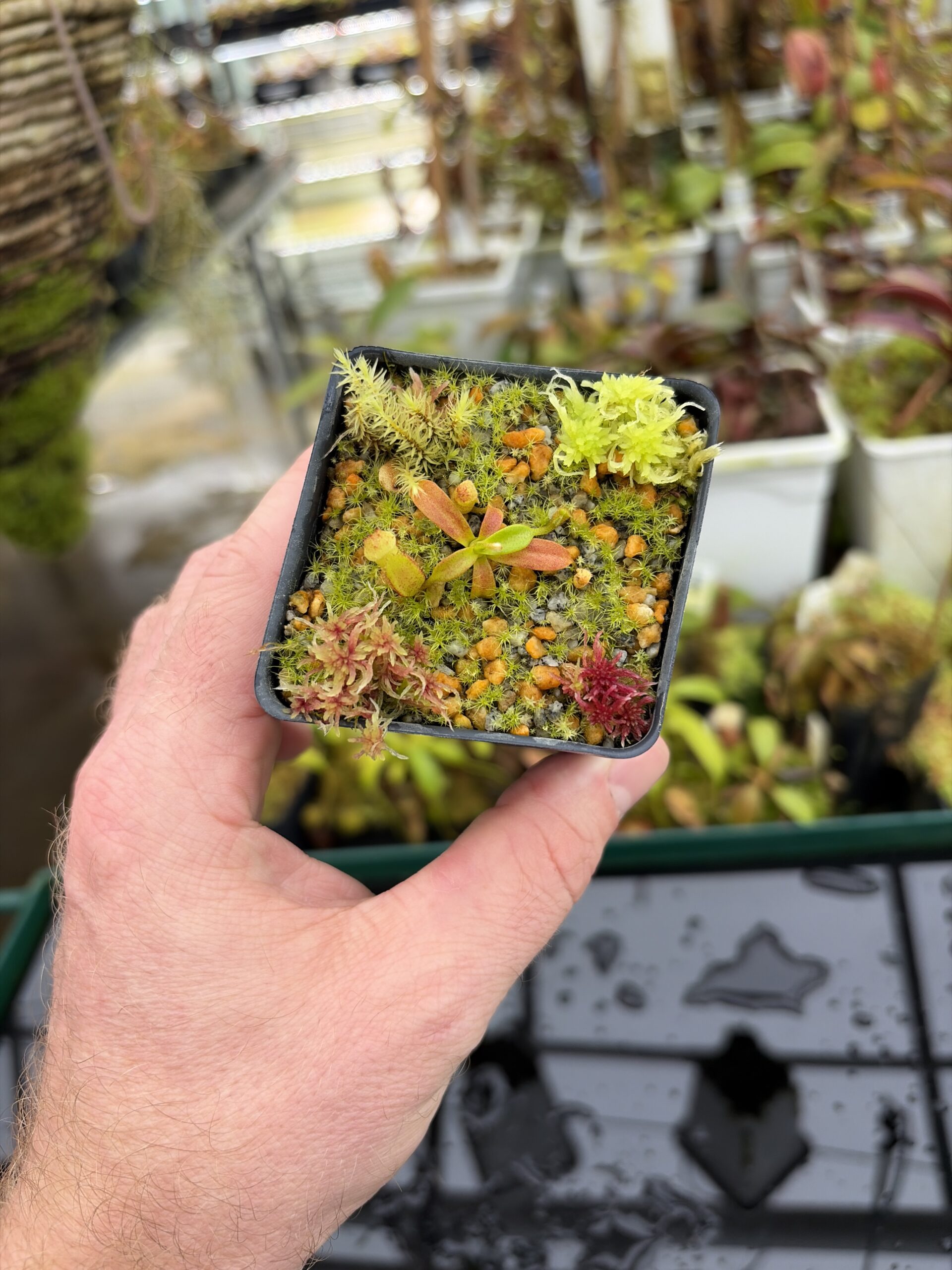 Wide Angle of Nepenthes edwardsiana x macrophylla | Assorted Clones | Jeremiah Harris | JH-459 | H27002