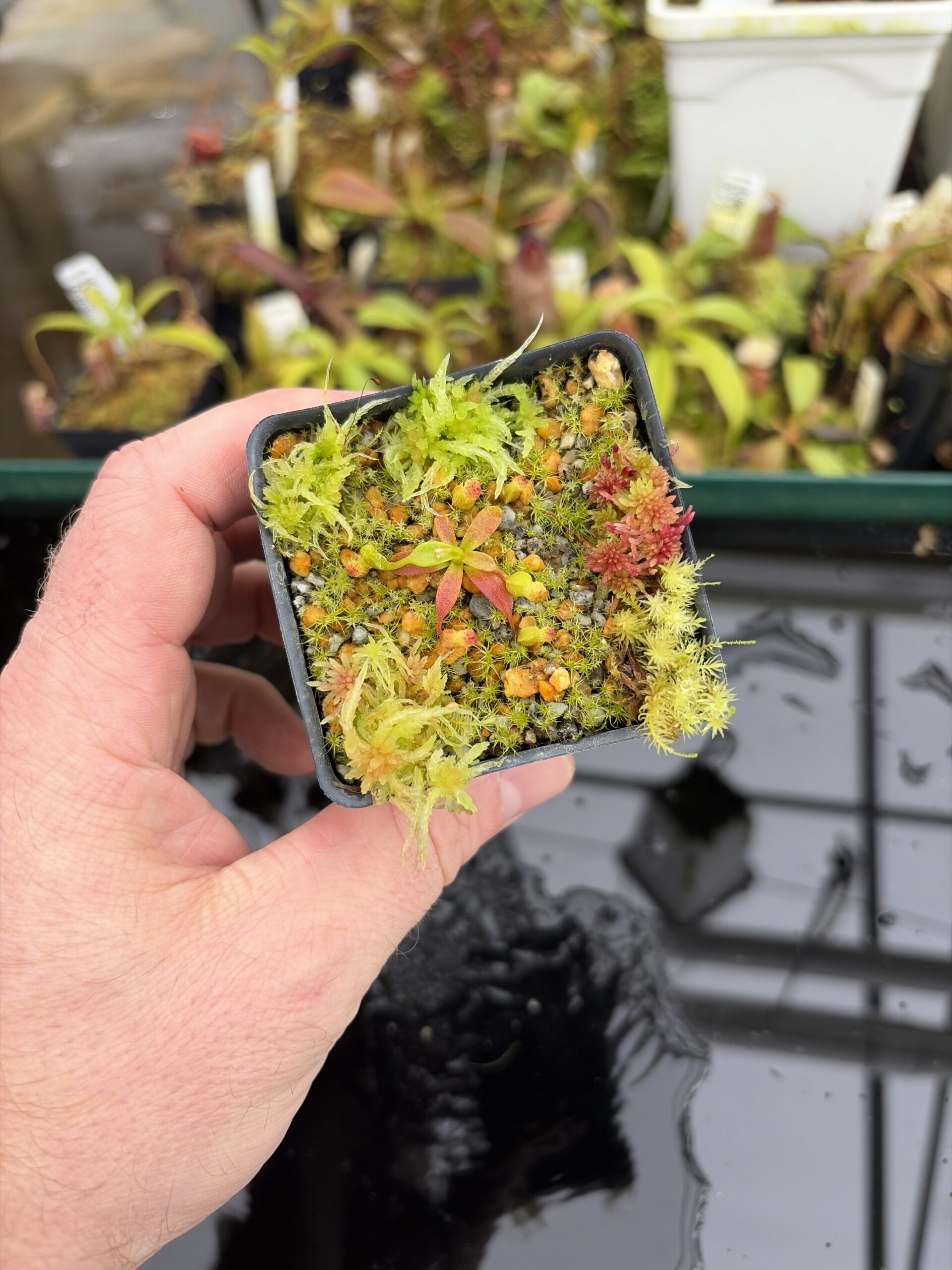 Wide Angle of Nepenthes edwardsiana x macrophylla | Assorted Clones | Jeremiah Harris | JH-459 | H27023