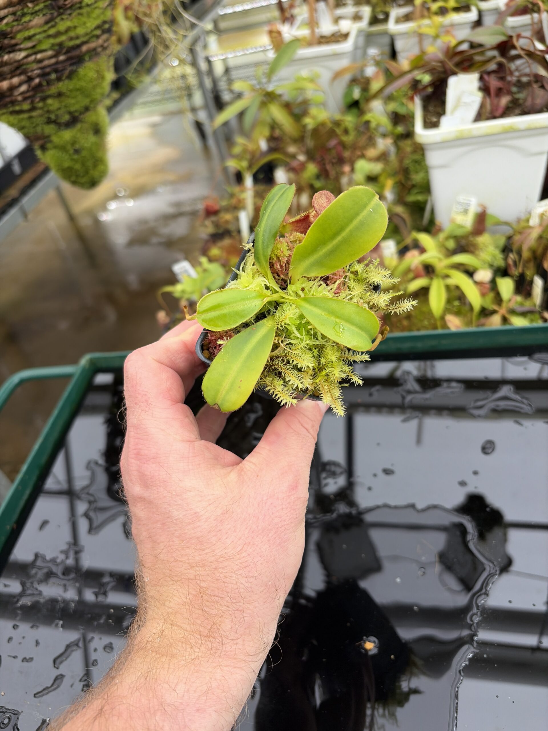 Wide Angle of Nepenthes ephippiata (Gunung Raya, Borneo) | Andreas Wistuba | AW-01 | H27015