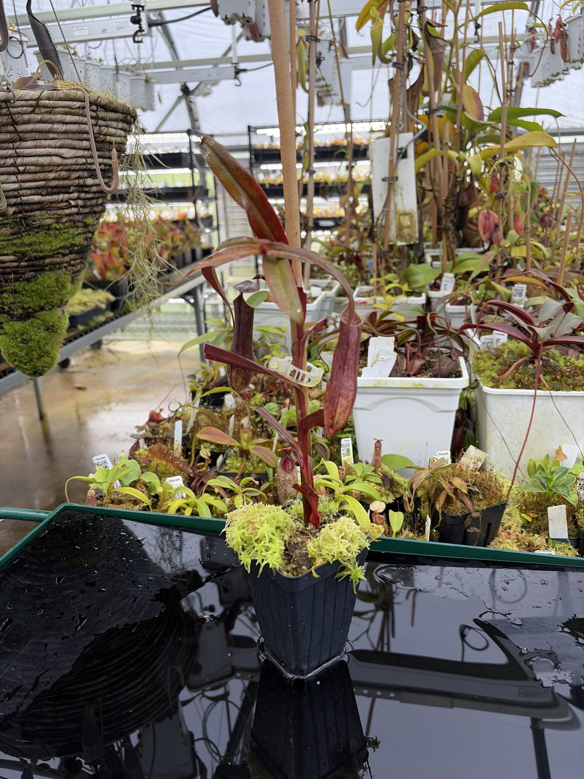 Wide Angle of Nepenthes gracilis | Borneo Exotics | BE-4060 | L26905