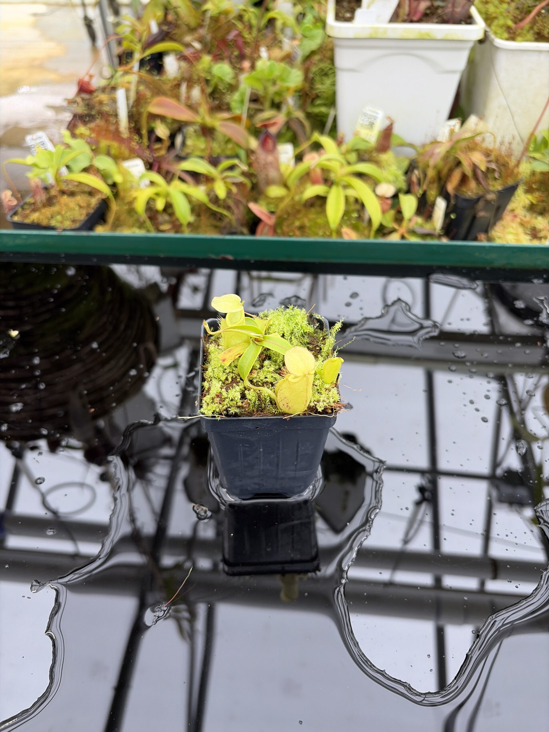Wide Angle of Nepenthes gymnamphora | Borneo Exotics | BE-4059 | H26994