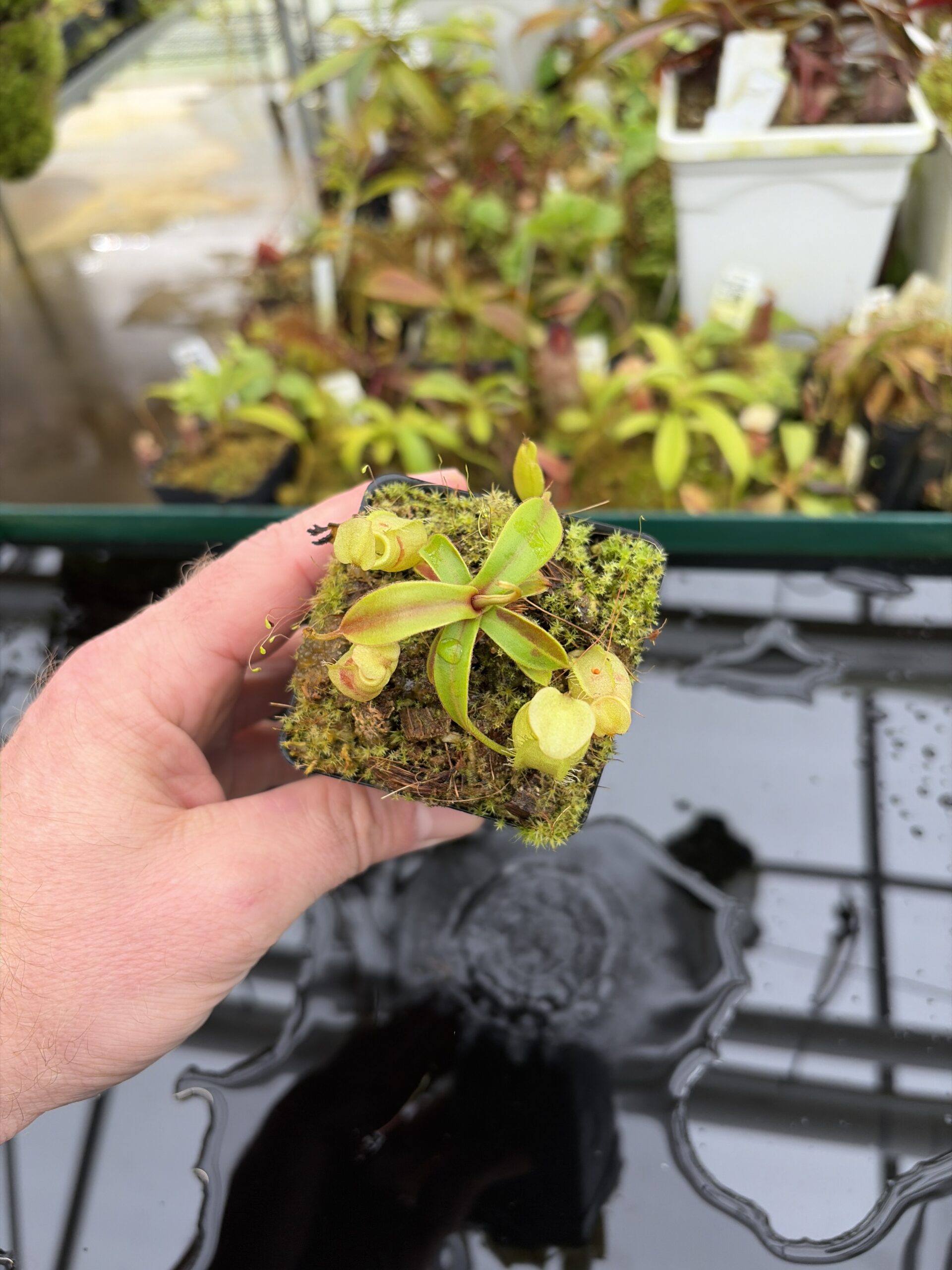 Wide Angle of Nepenthes gymnamphora | Borneo Exotics | BE-4687 | H26993