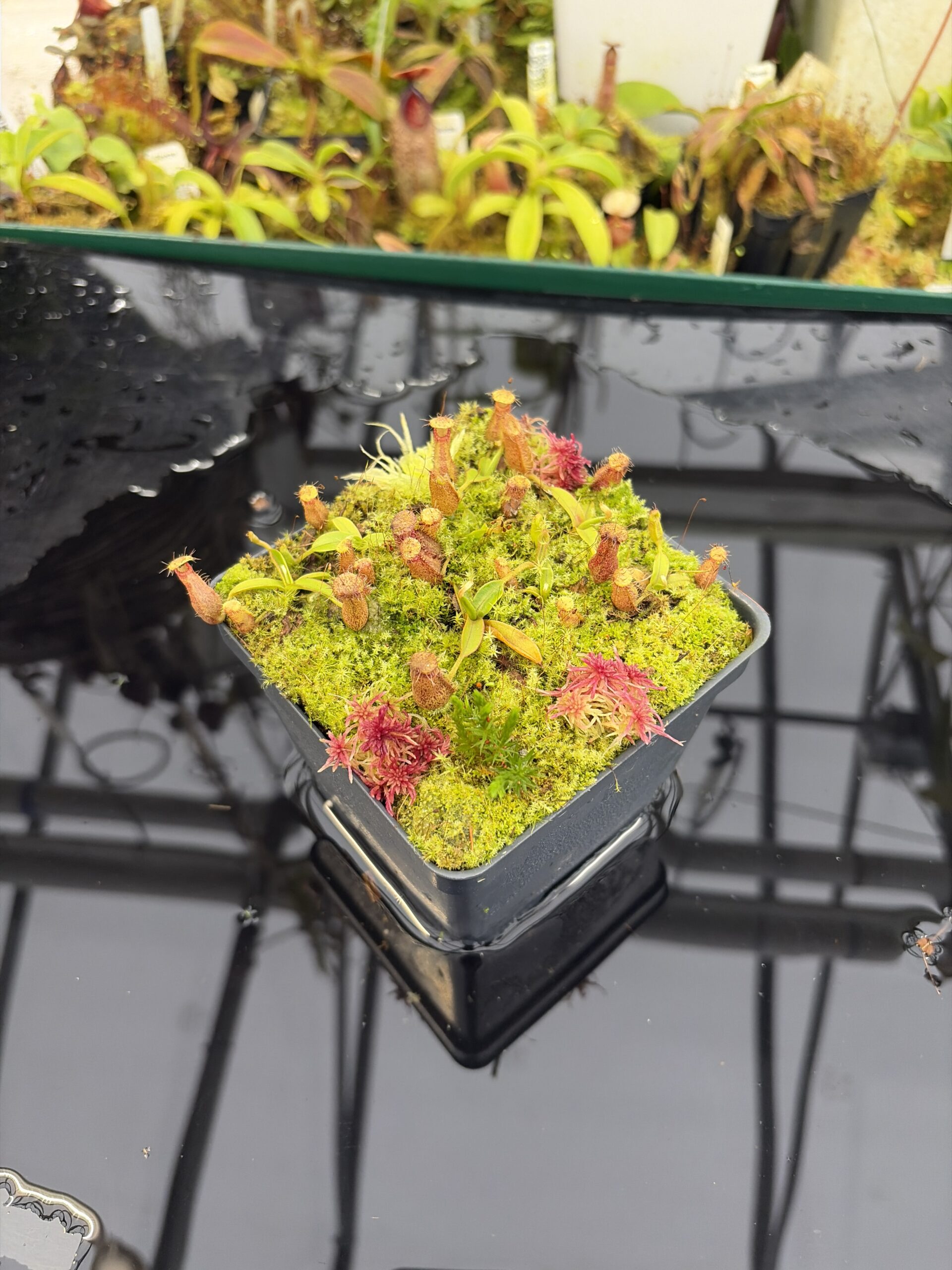 Wide Angle of Nepenthes hamata Katopasa | Clone 2 | Jeremiah Harris | JH-337.02 | Compot | H26915
