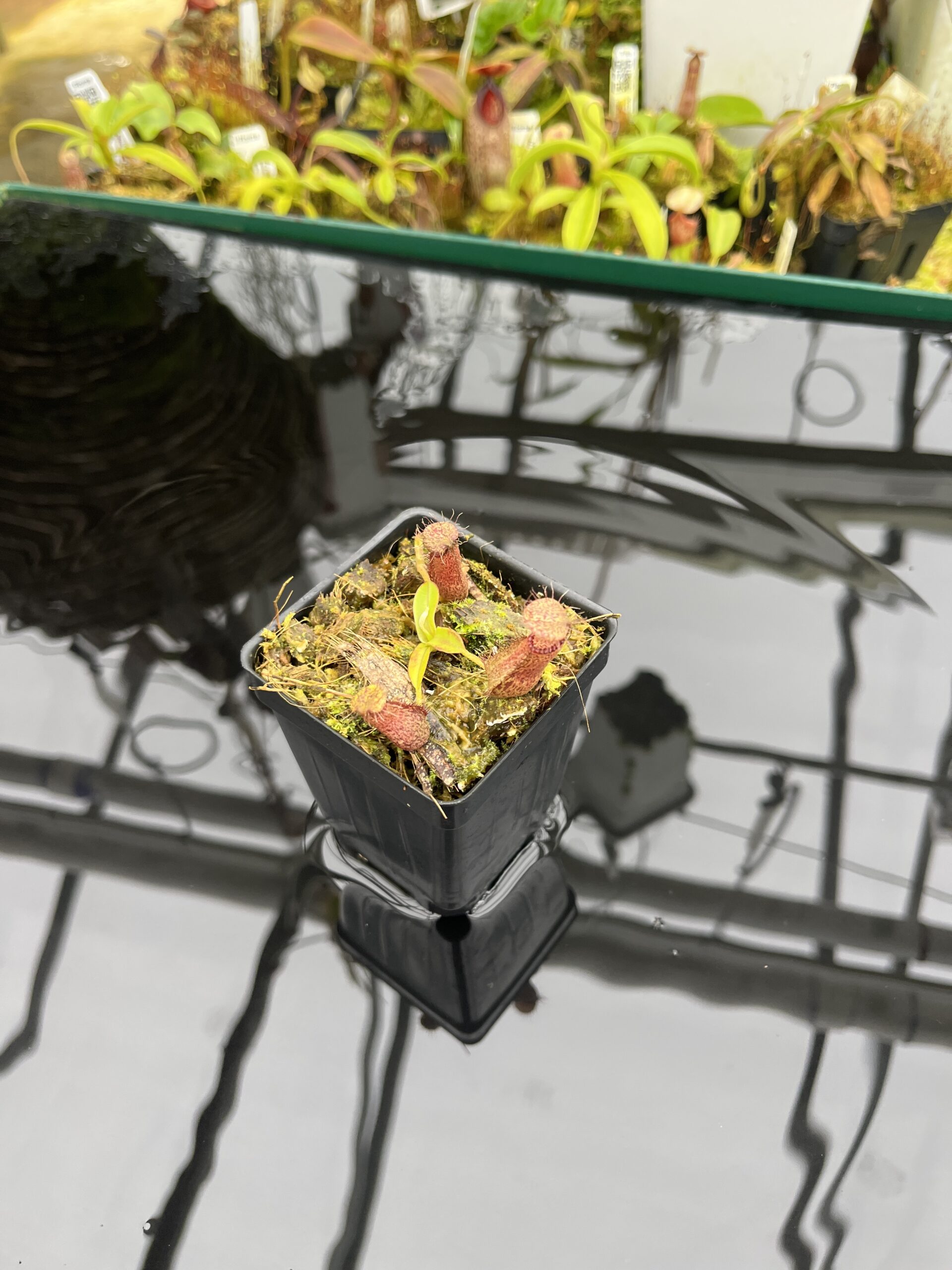 Wide Angle of Nepenthes hamata Katopasa | Clone 2 | Jeremiah Harris | JH-337.02 | H26816