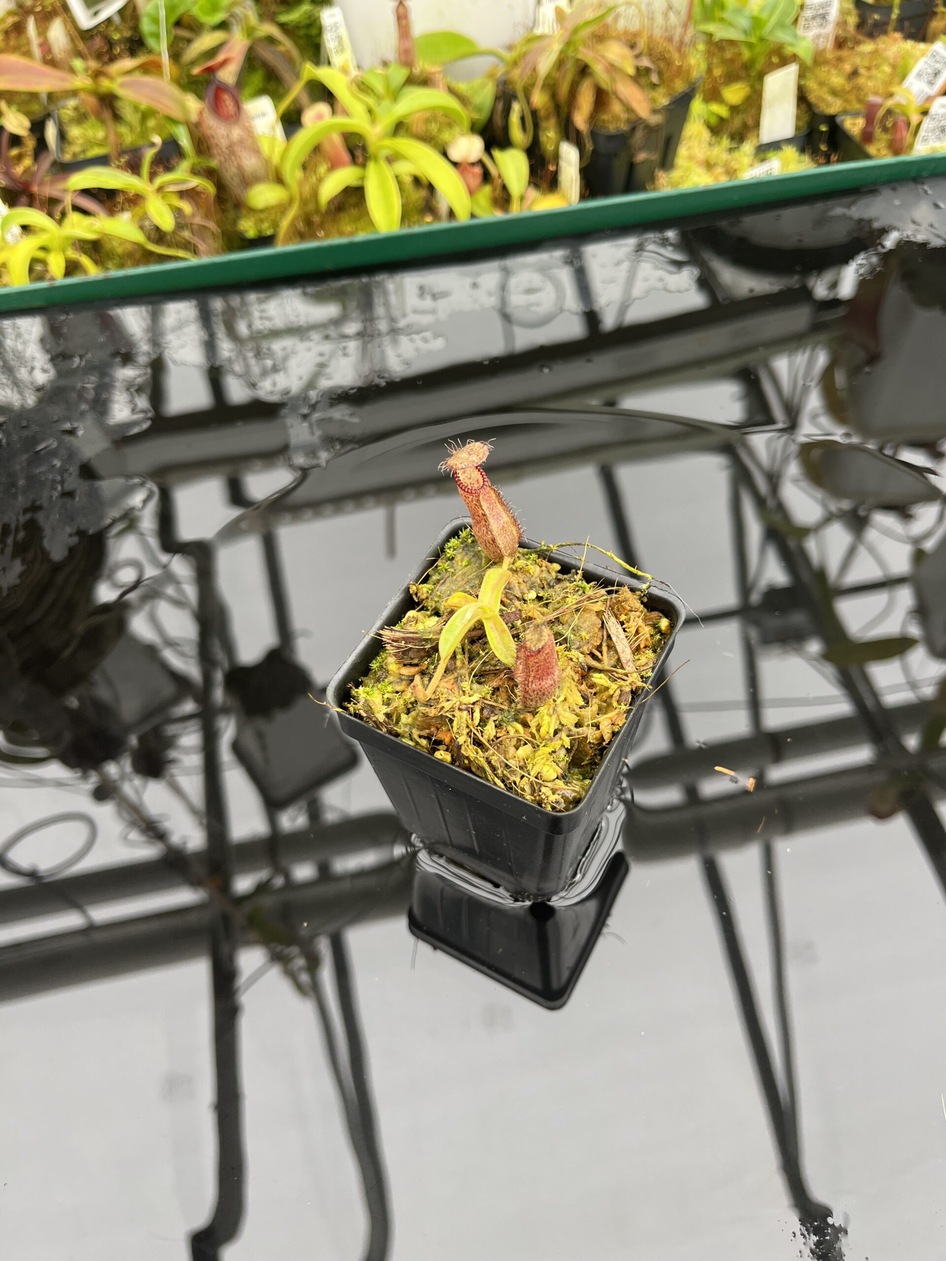 Wide Angle of Nepenthes hamata Katopasa | Clone 2 | Jeremiah Harris | JH-337.02 | H26817